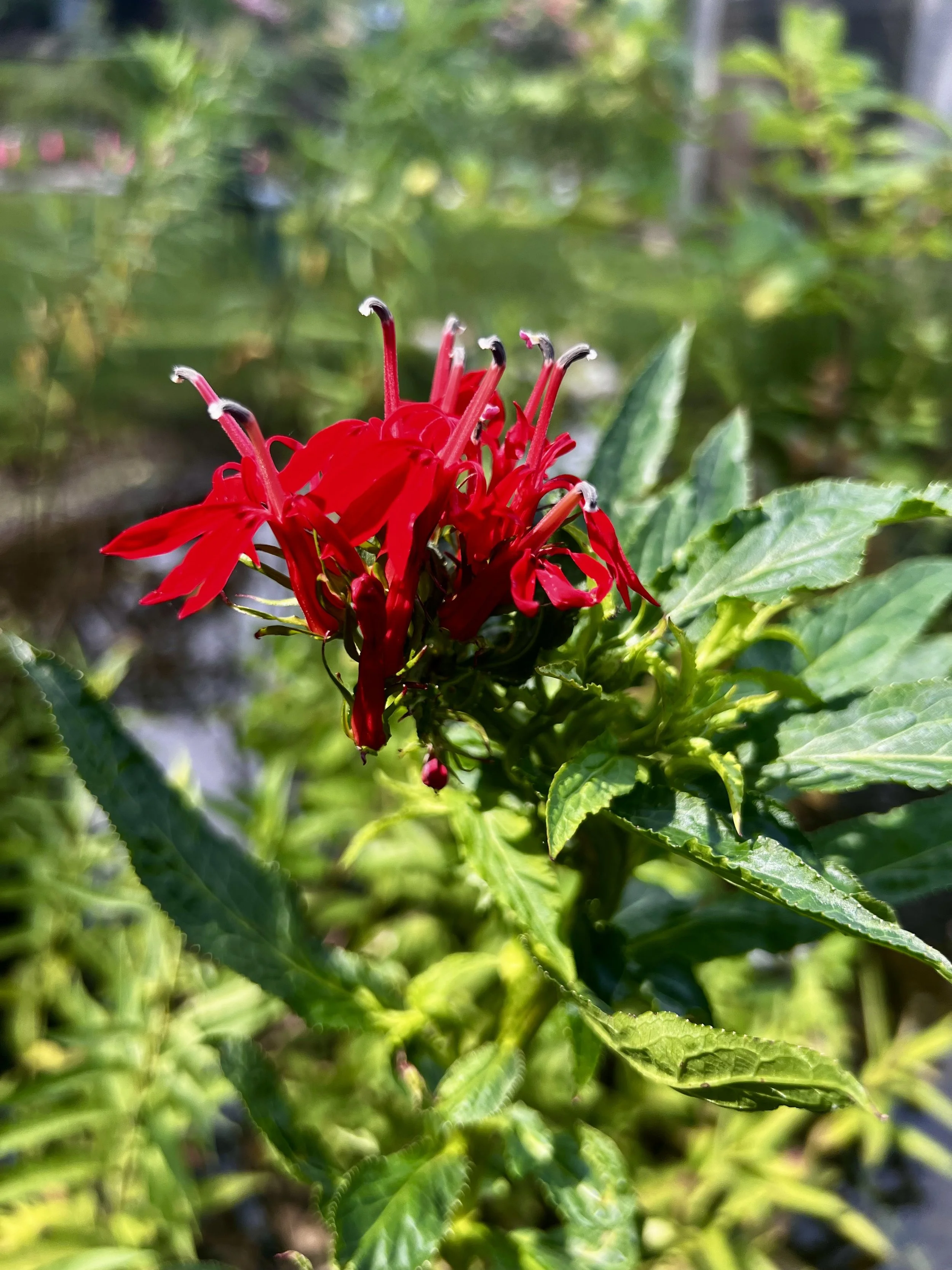 Cardinalflower