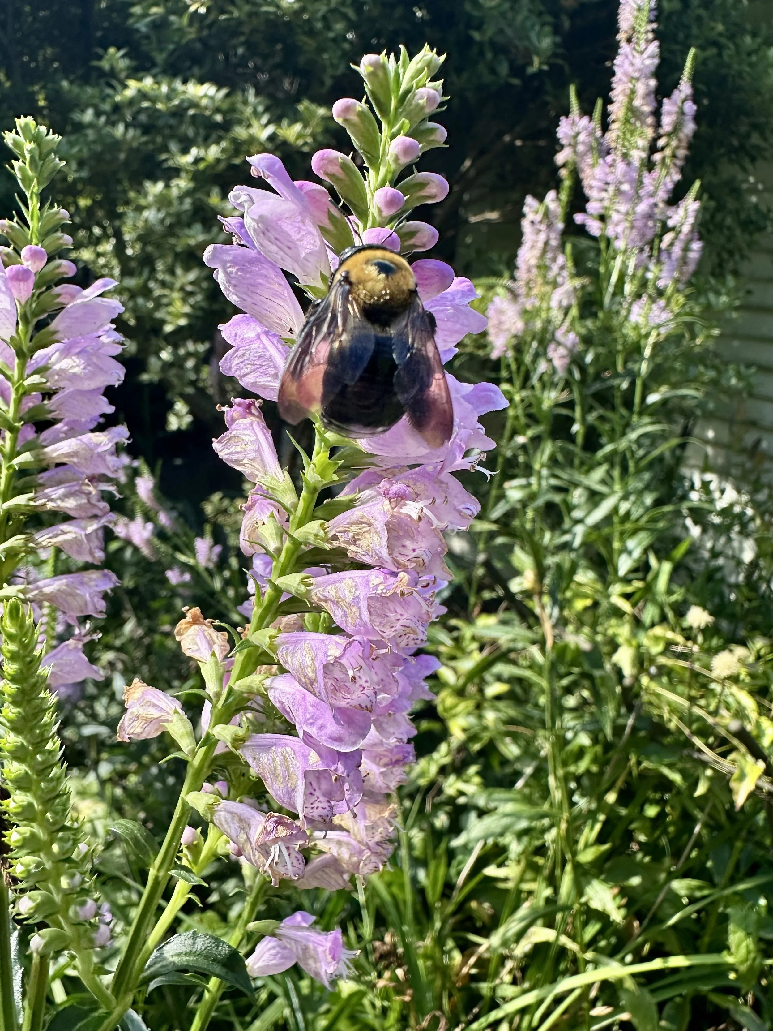Obedient Plant