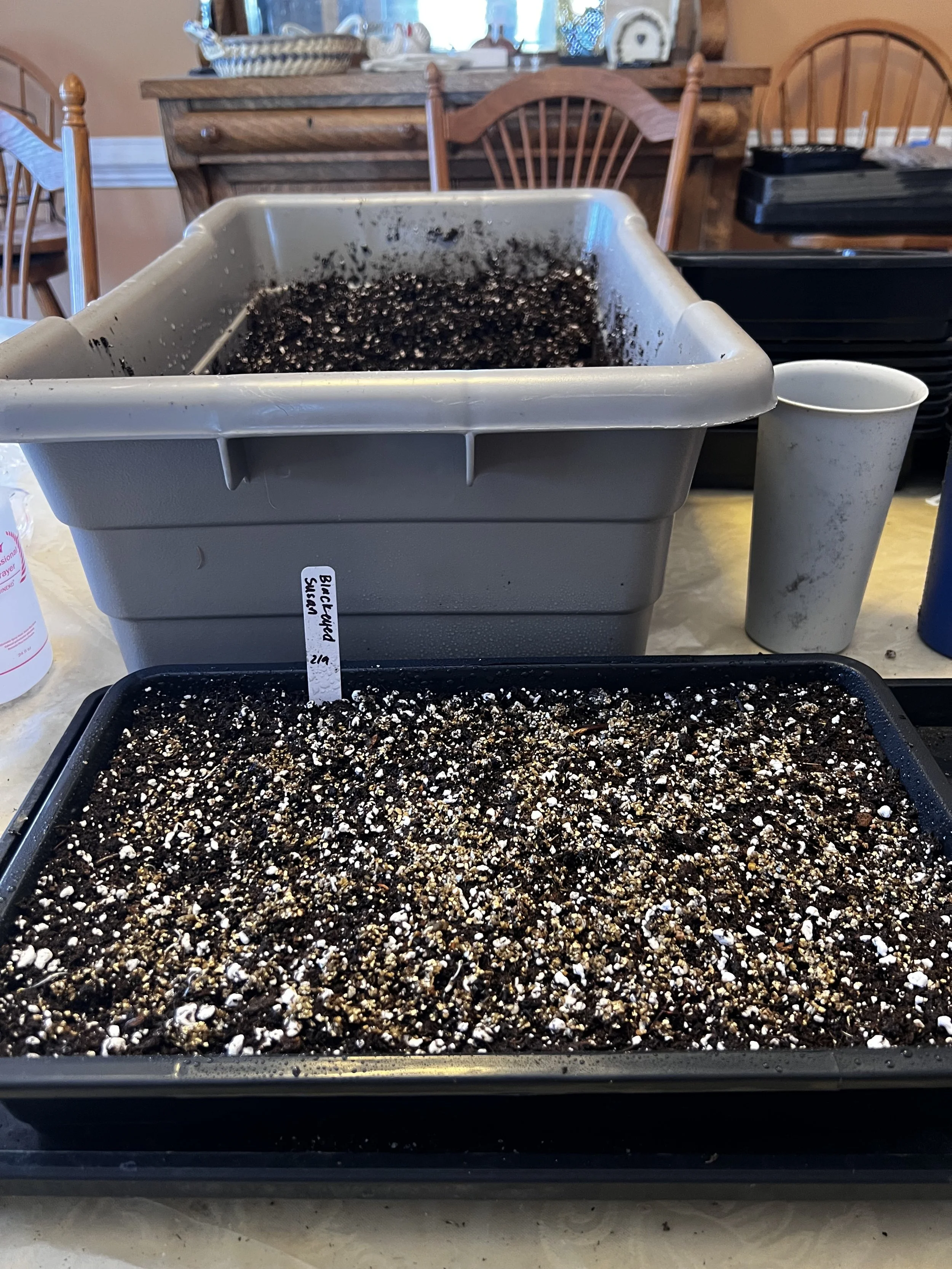A finished germination tray.