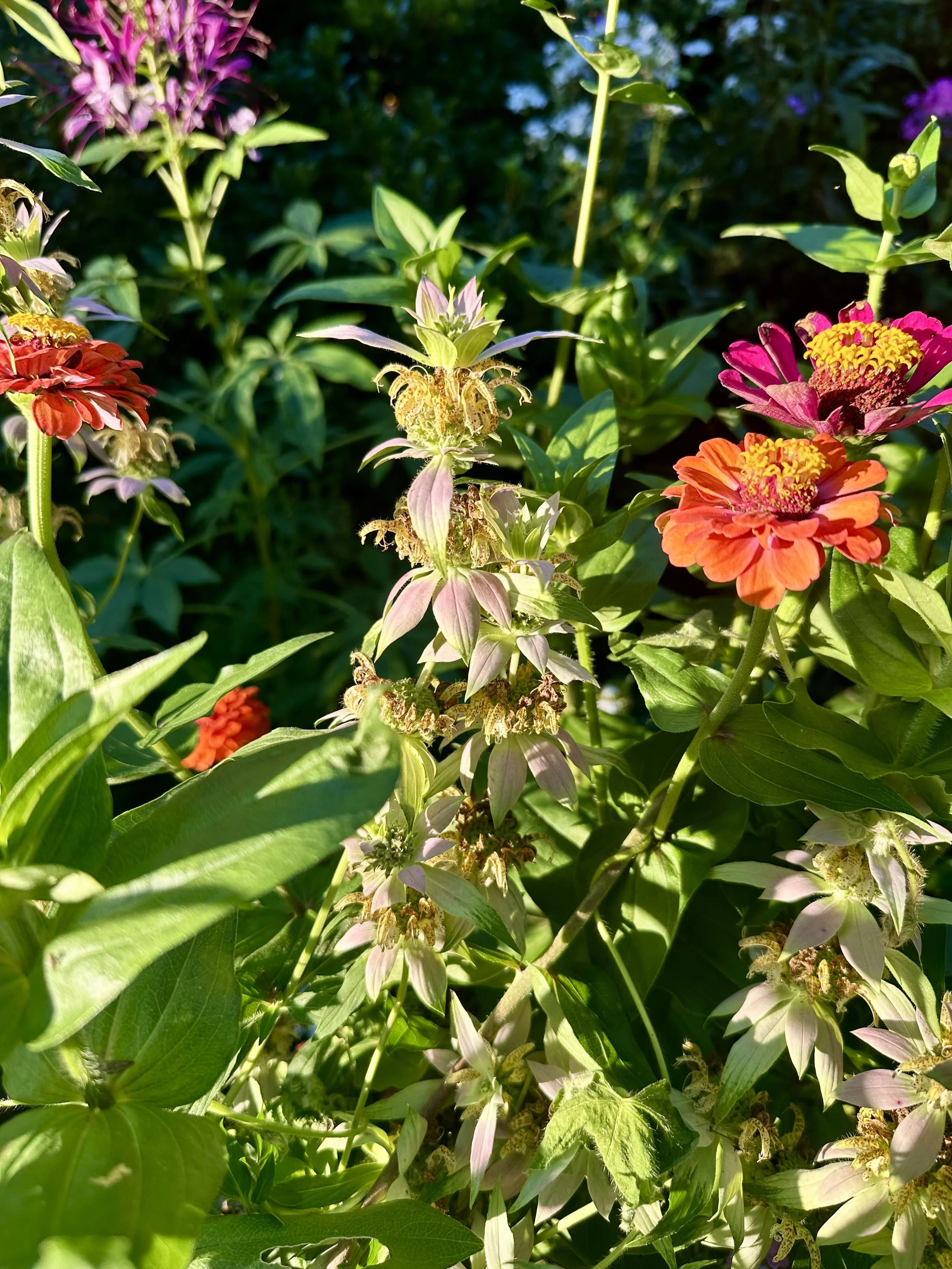 Spotted Bee Balm