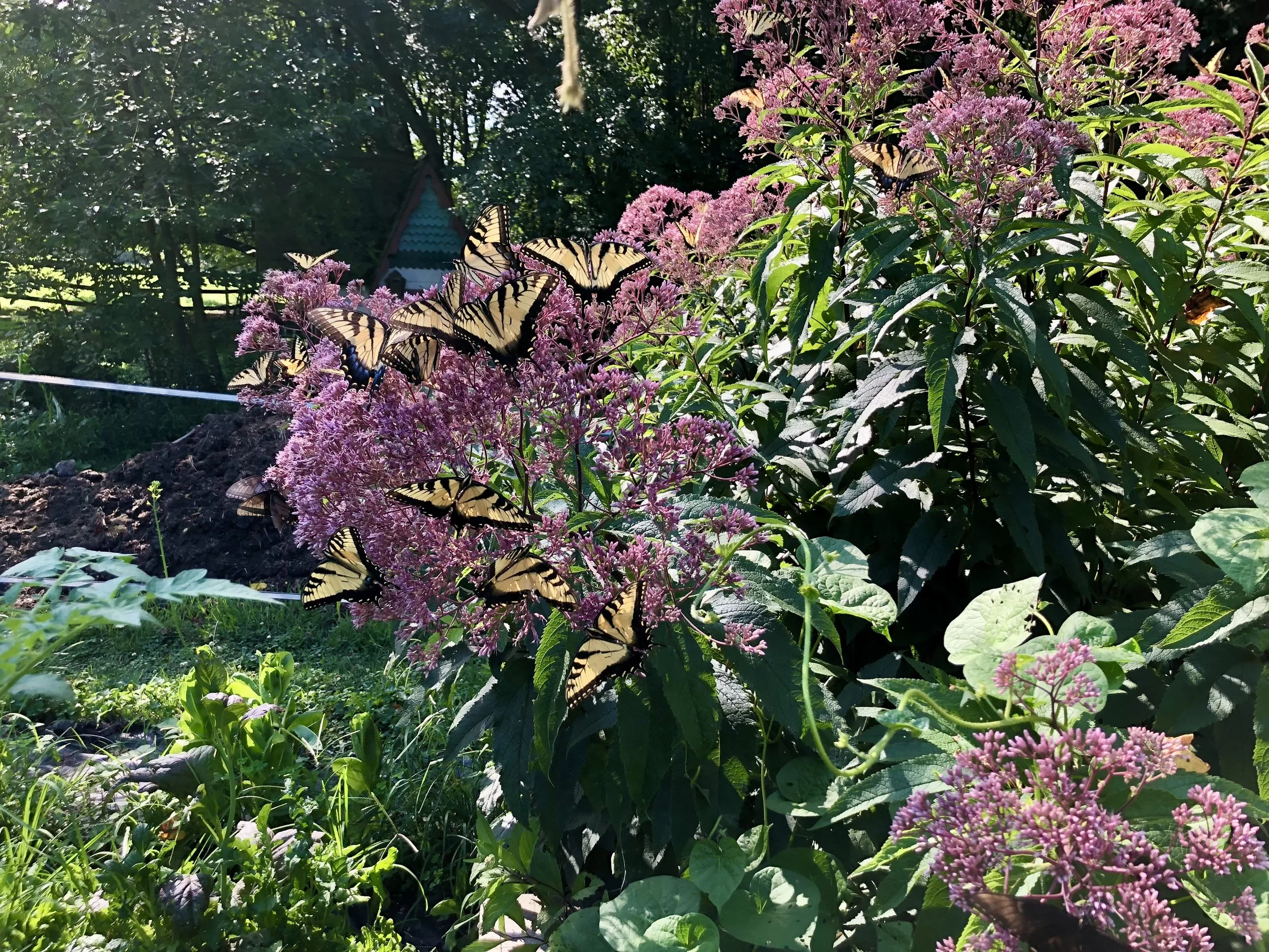 Eastern Tiger Swallowtails on Joe Pye Weed
