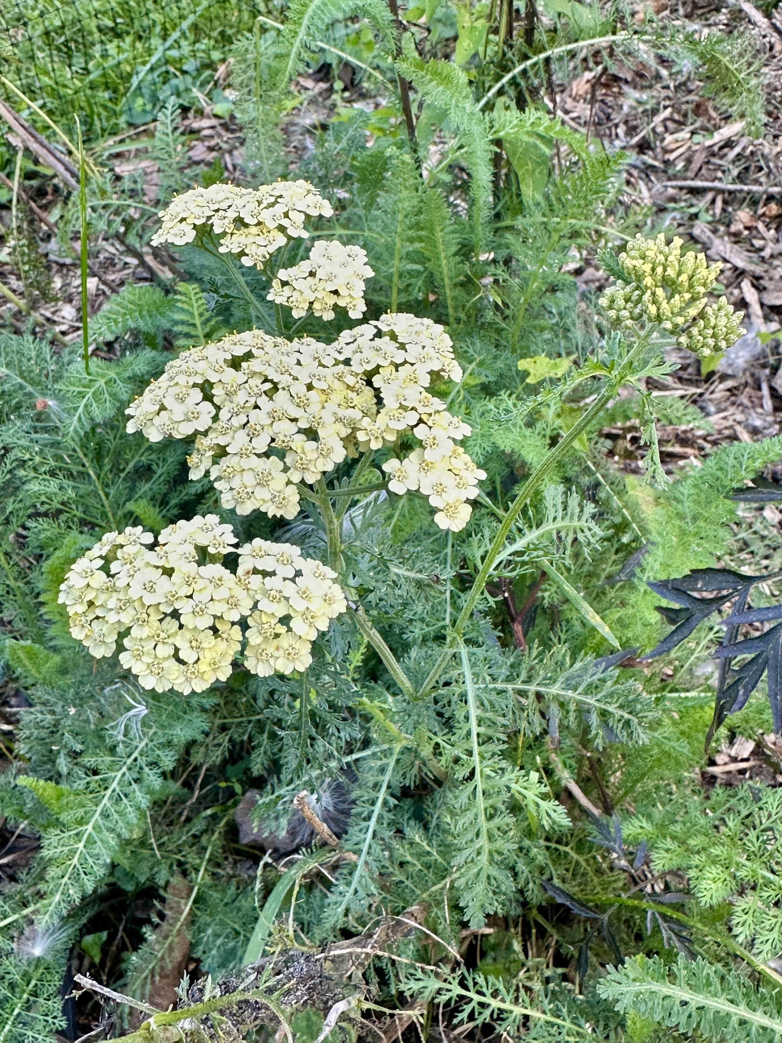 Yarrow