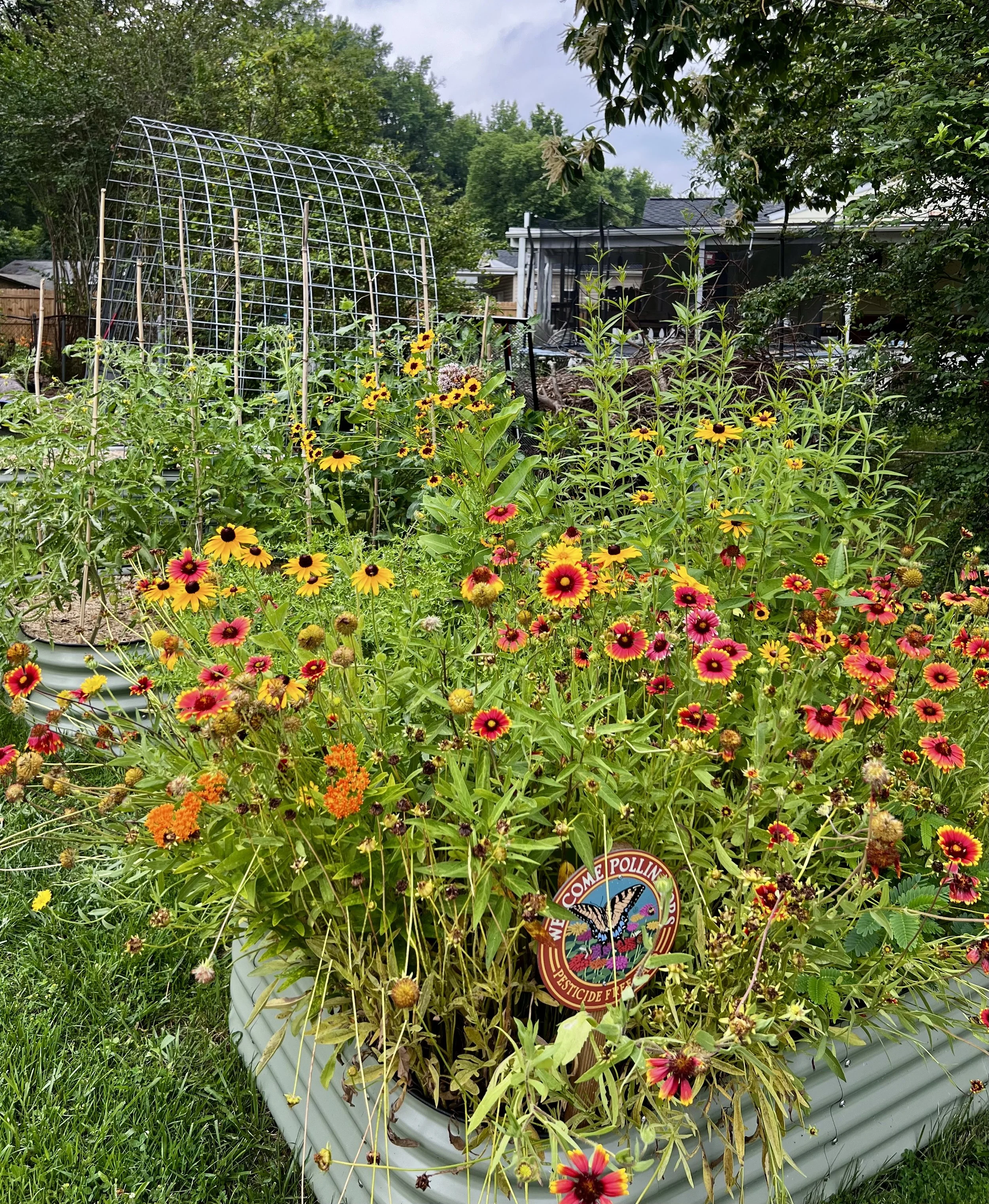 Wildflower raised bed