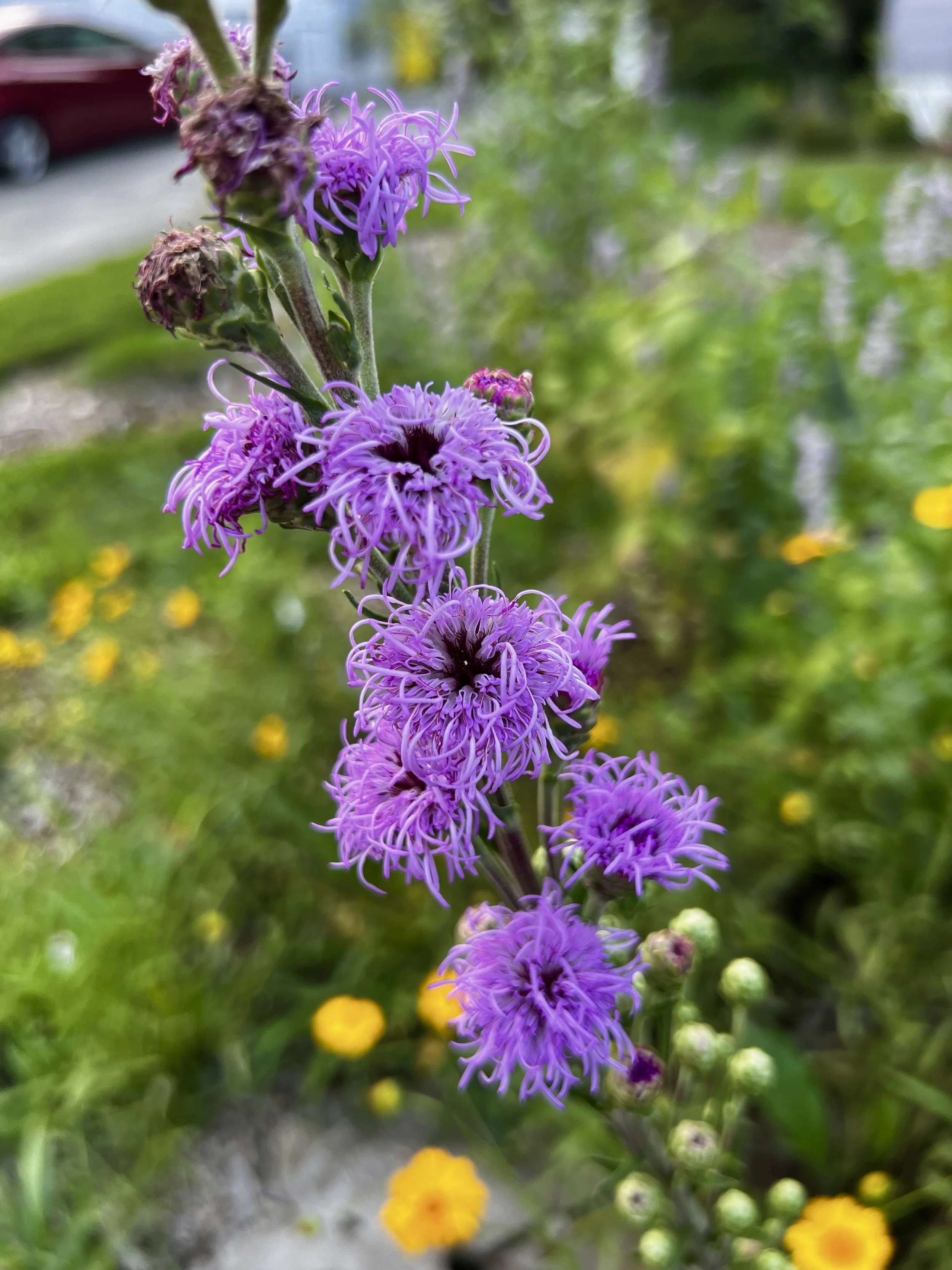 Meadow Blazing Star