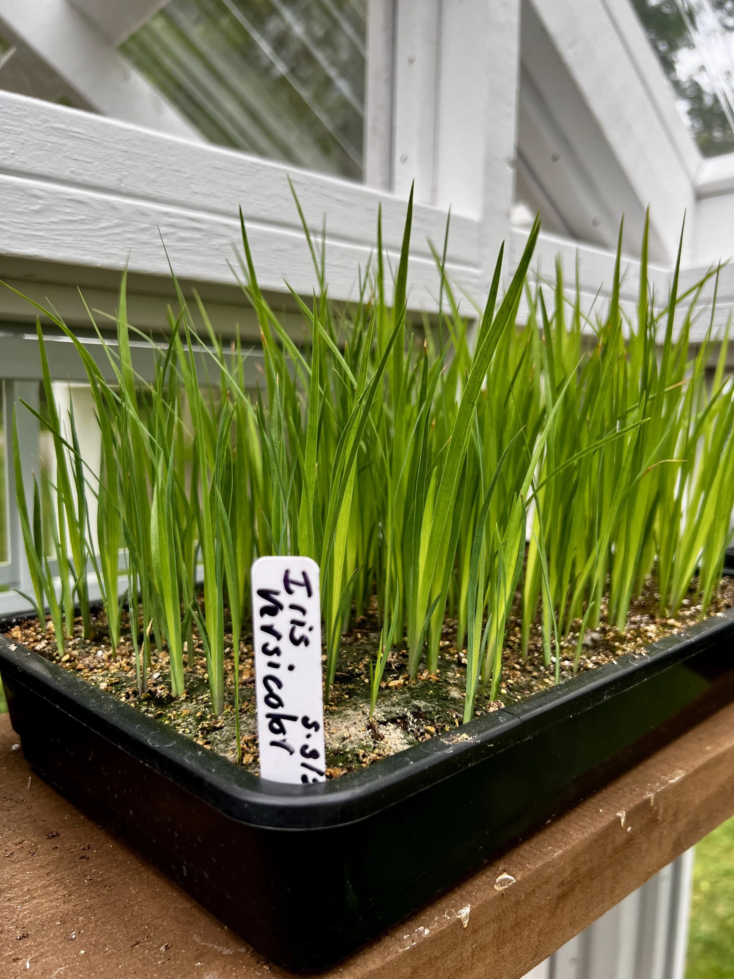 We are obsessed with how adorable the Iris seedlings are :)