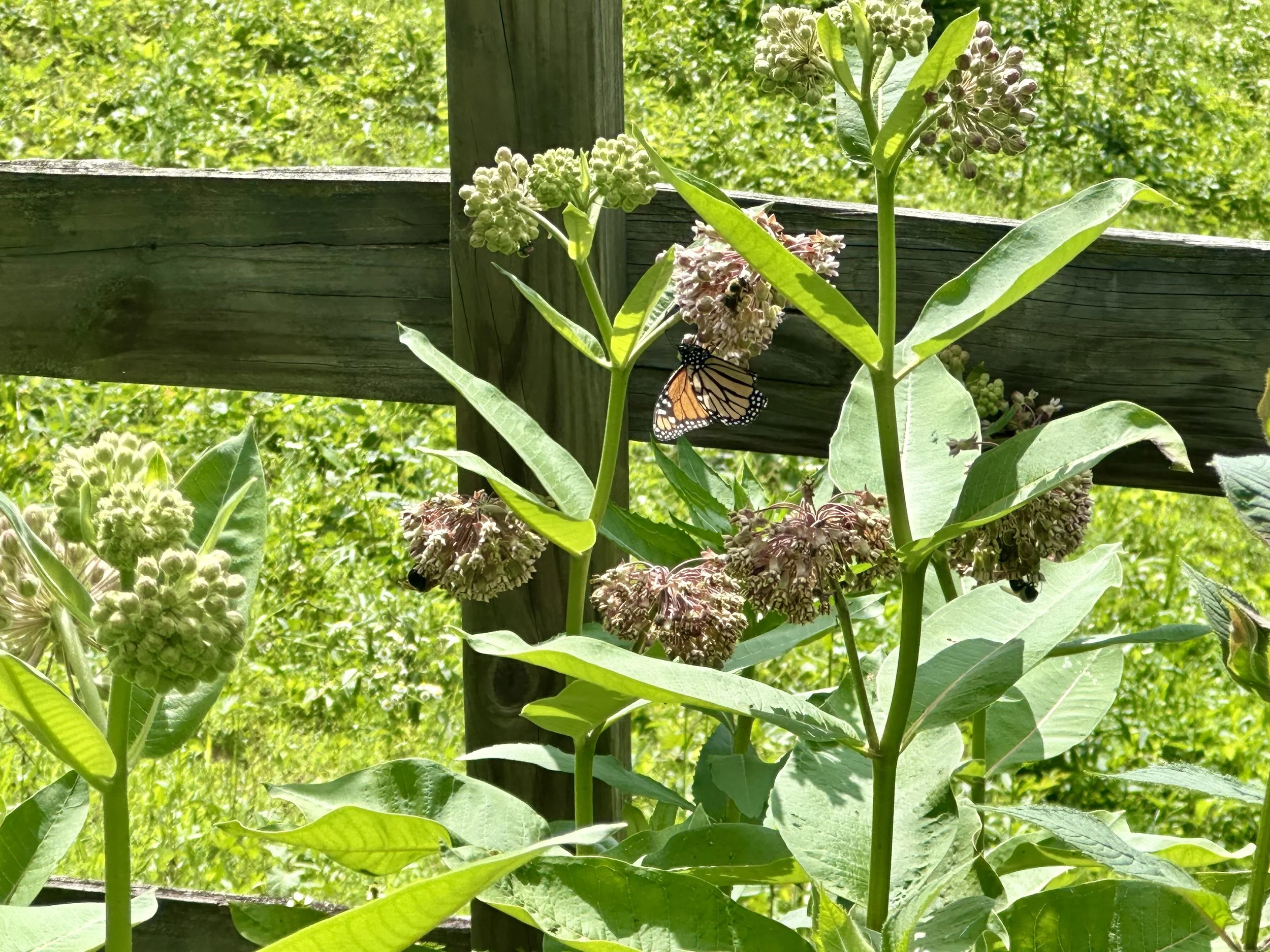 Monarch on Common Milkweed