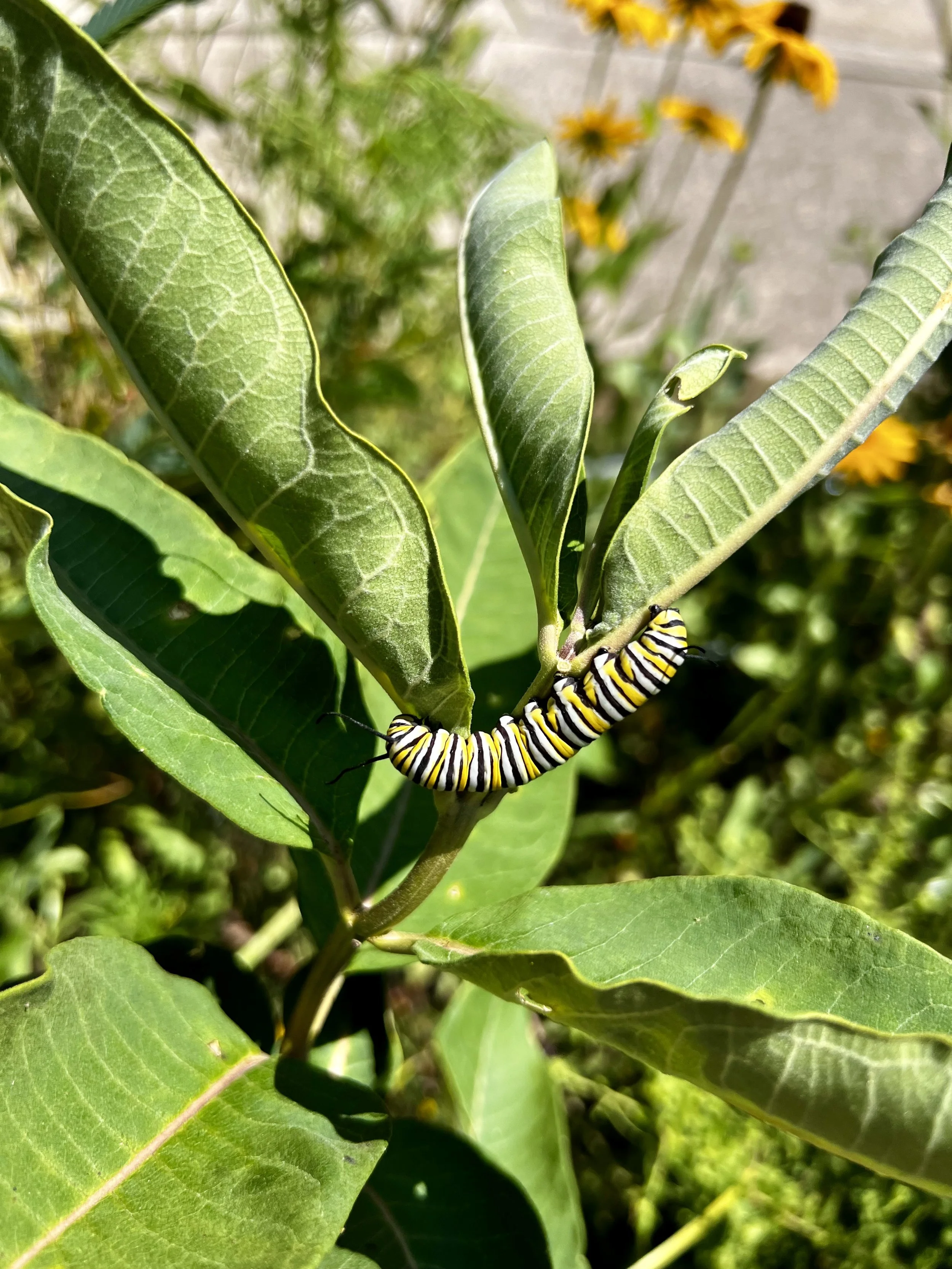 Monarch cat on Common Milkweed