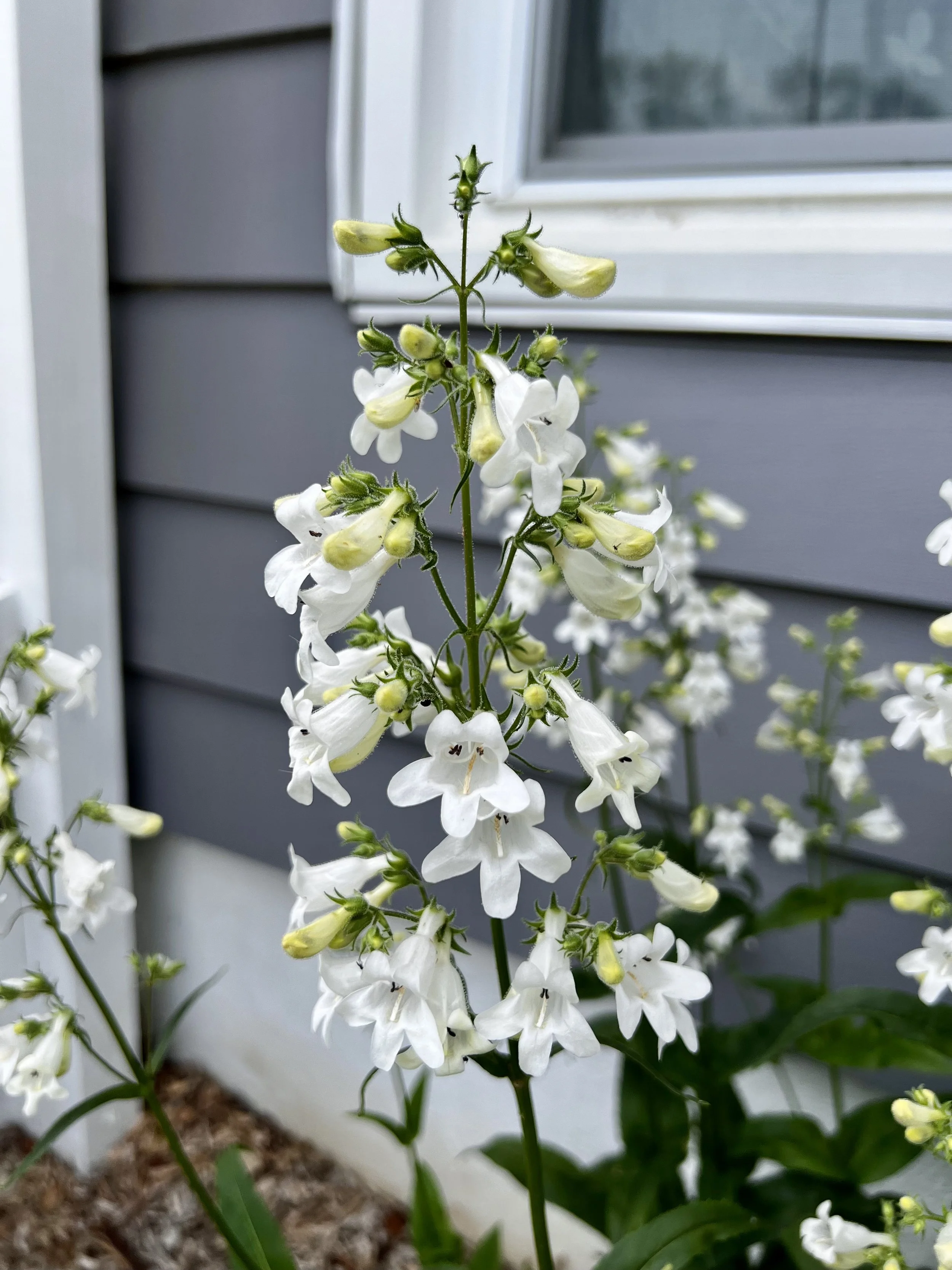 Foxglove Beardtongue