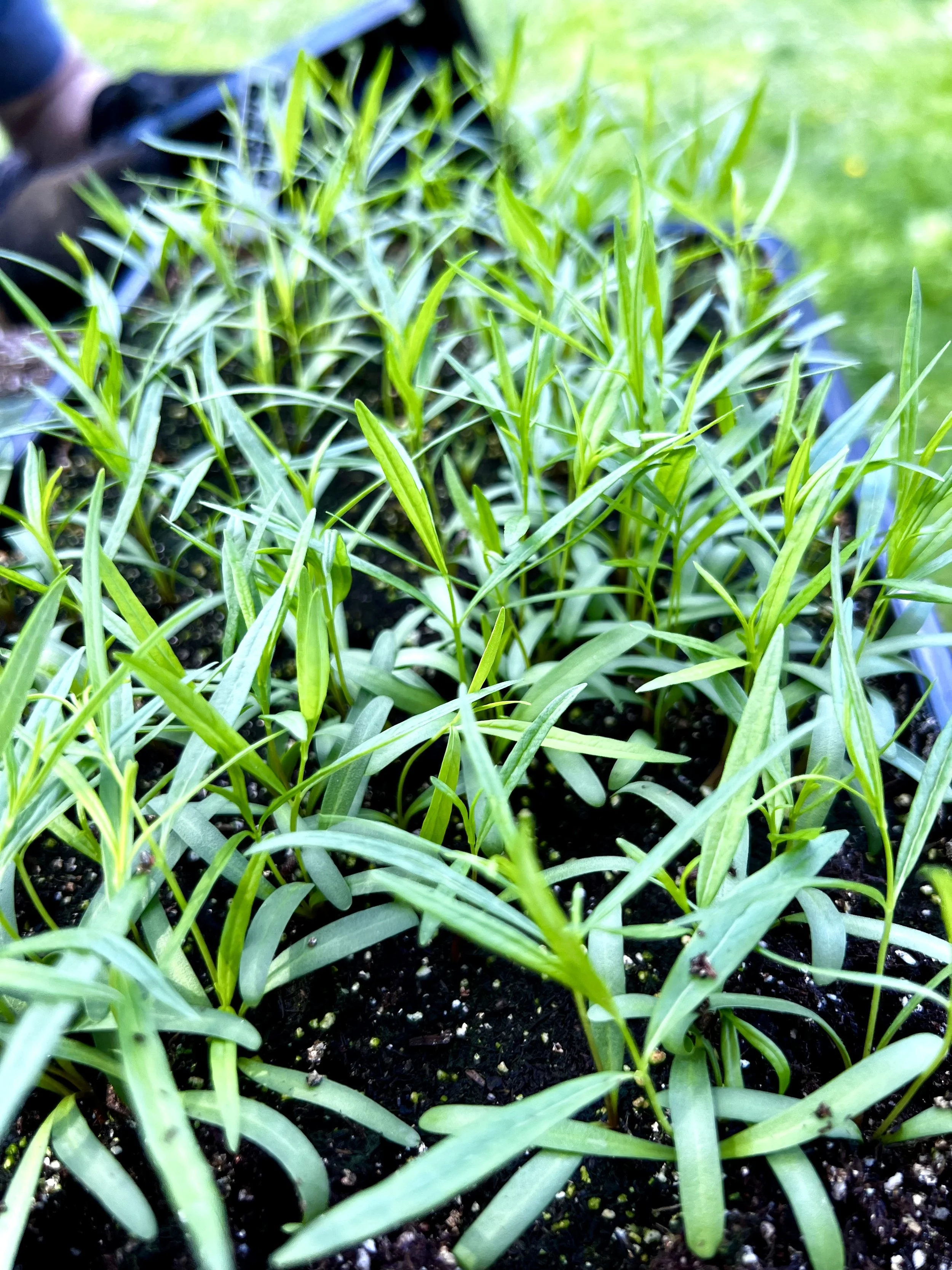 Freshly transplanted Threadleaf bluestar seedlings