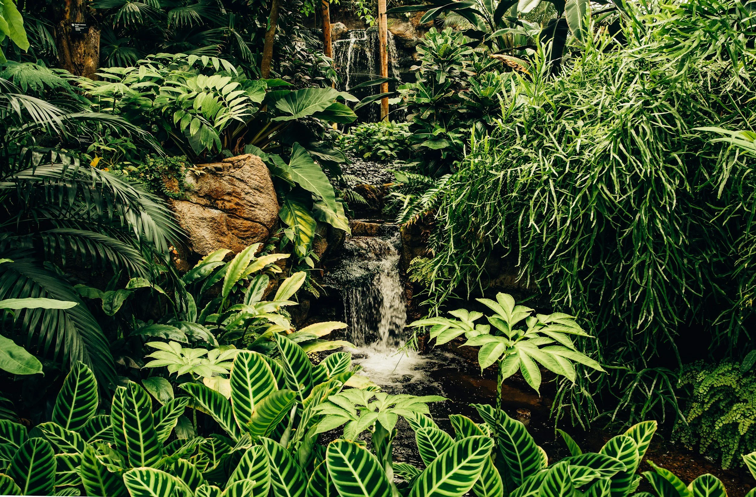 Lush tropical plants surrounding a small waterfall in a jungle setting.