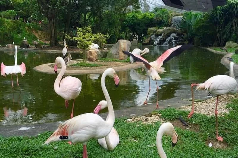 KL BIrd Park