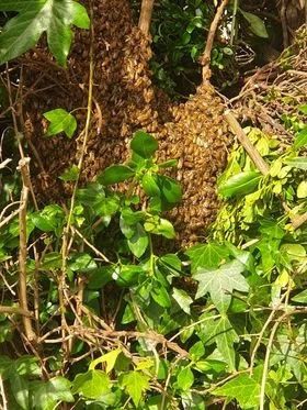 Swarm 70a Kenmure Rd.jpg