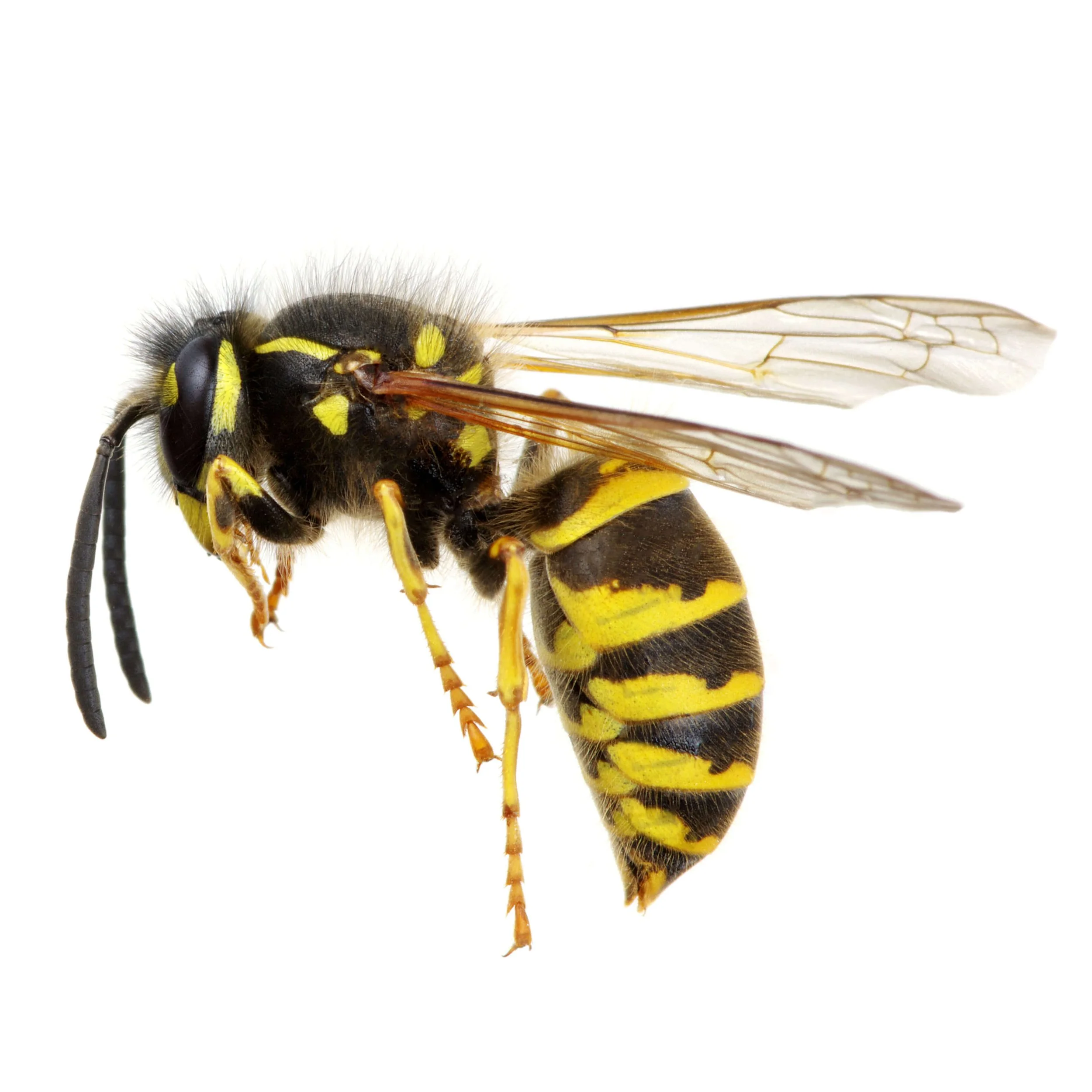 yellowjacket-250.jpg