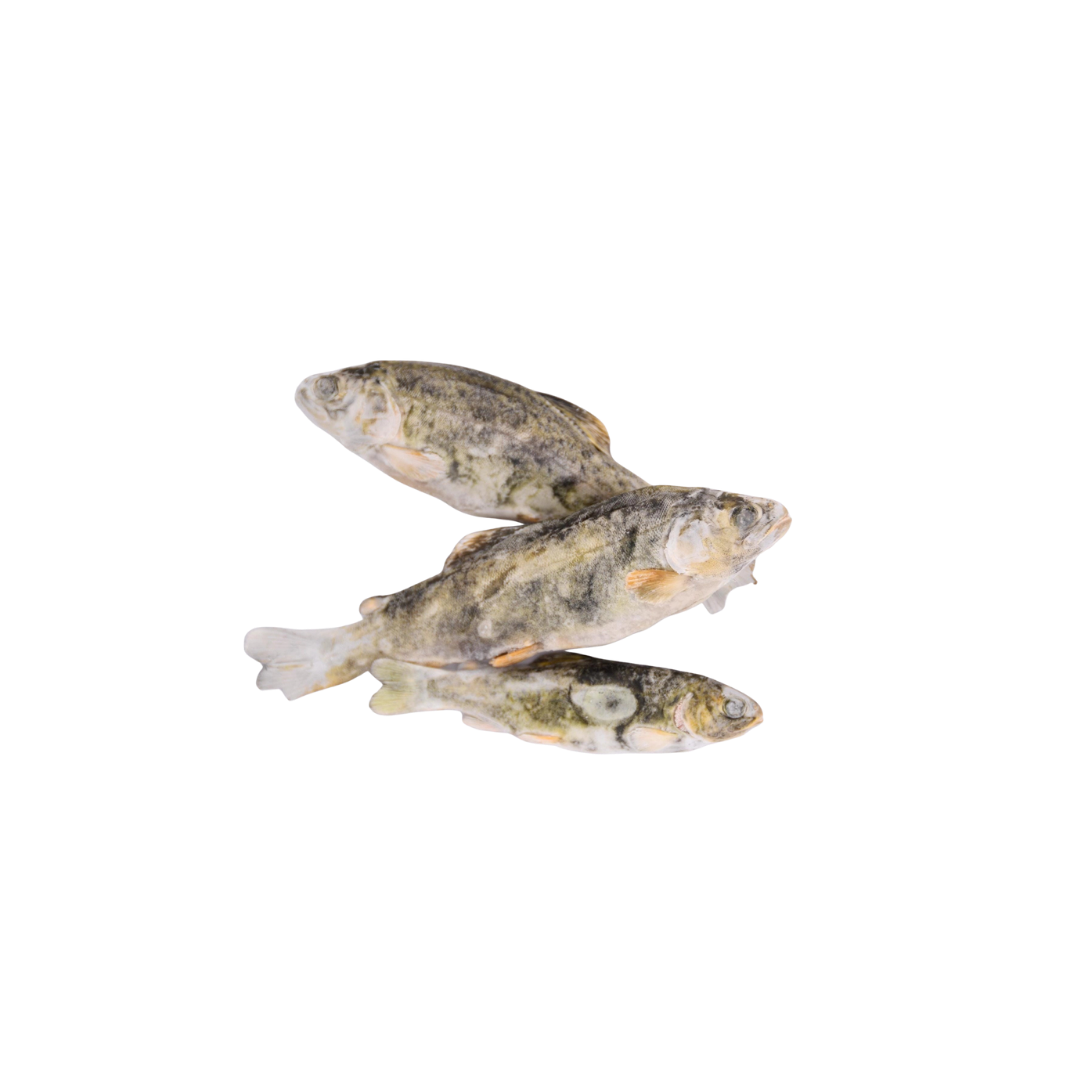 Happy Trout (2).png