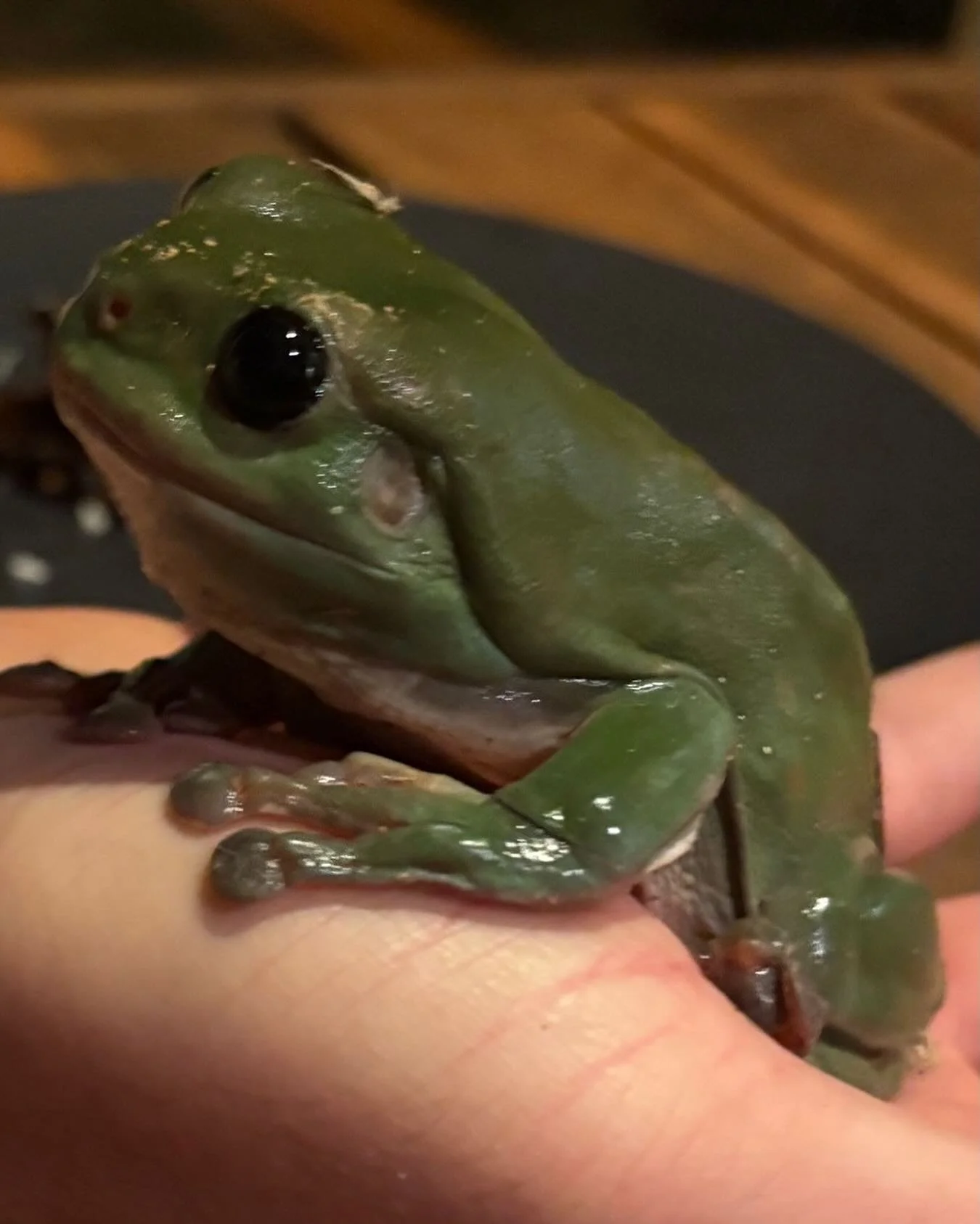 A froggie went a wooing&hellip;