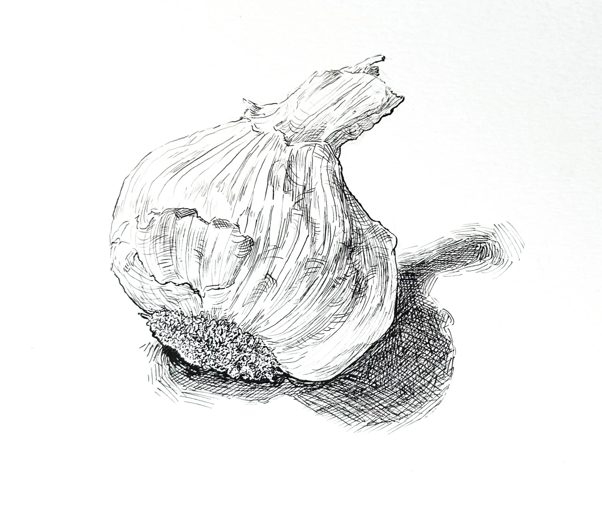 Black and white ink drawing of a garlic bulb and it's shadow, with some stalks and cloves visible.