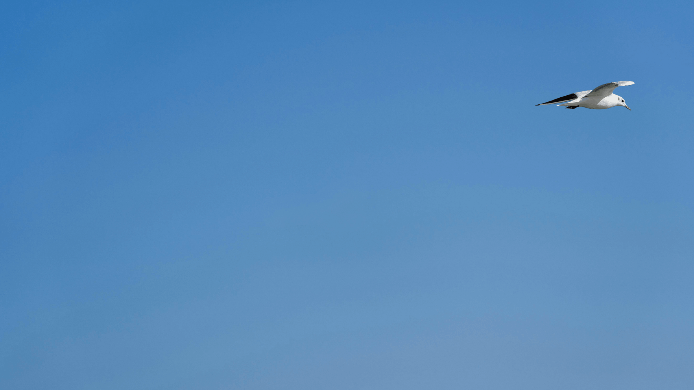 A seagull flying in a clear blue sky.