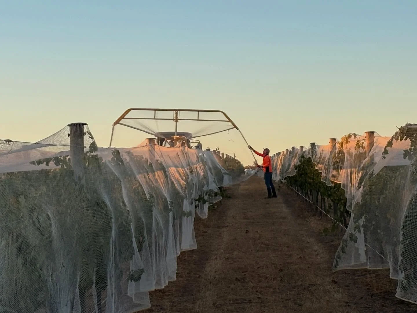 Early start putting up bird nets 🦜slowly creeping towards vintage 2026 #sutherlandwine #heathcoteshiraz #exploreheathcote