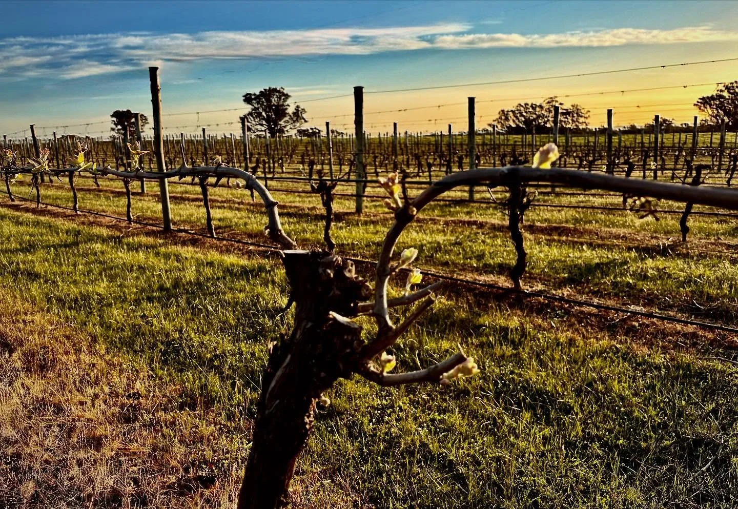 Spring is upon us! #heathcoteshiraz #sutherlandwine