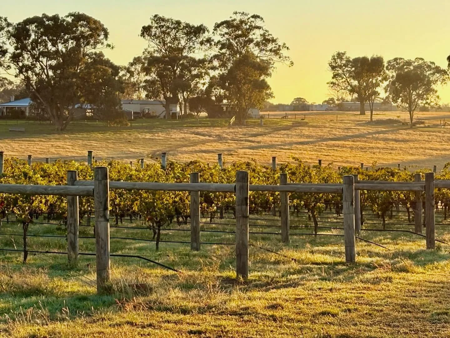 Beautiful day for picking grapes!
#sutherlandwine #heathcoteshiraz