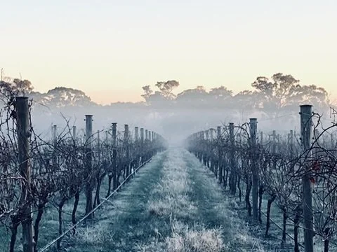 The Sutherland Wine vineyard row with leafless grapevines in the early morning fog