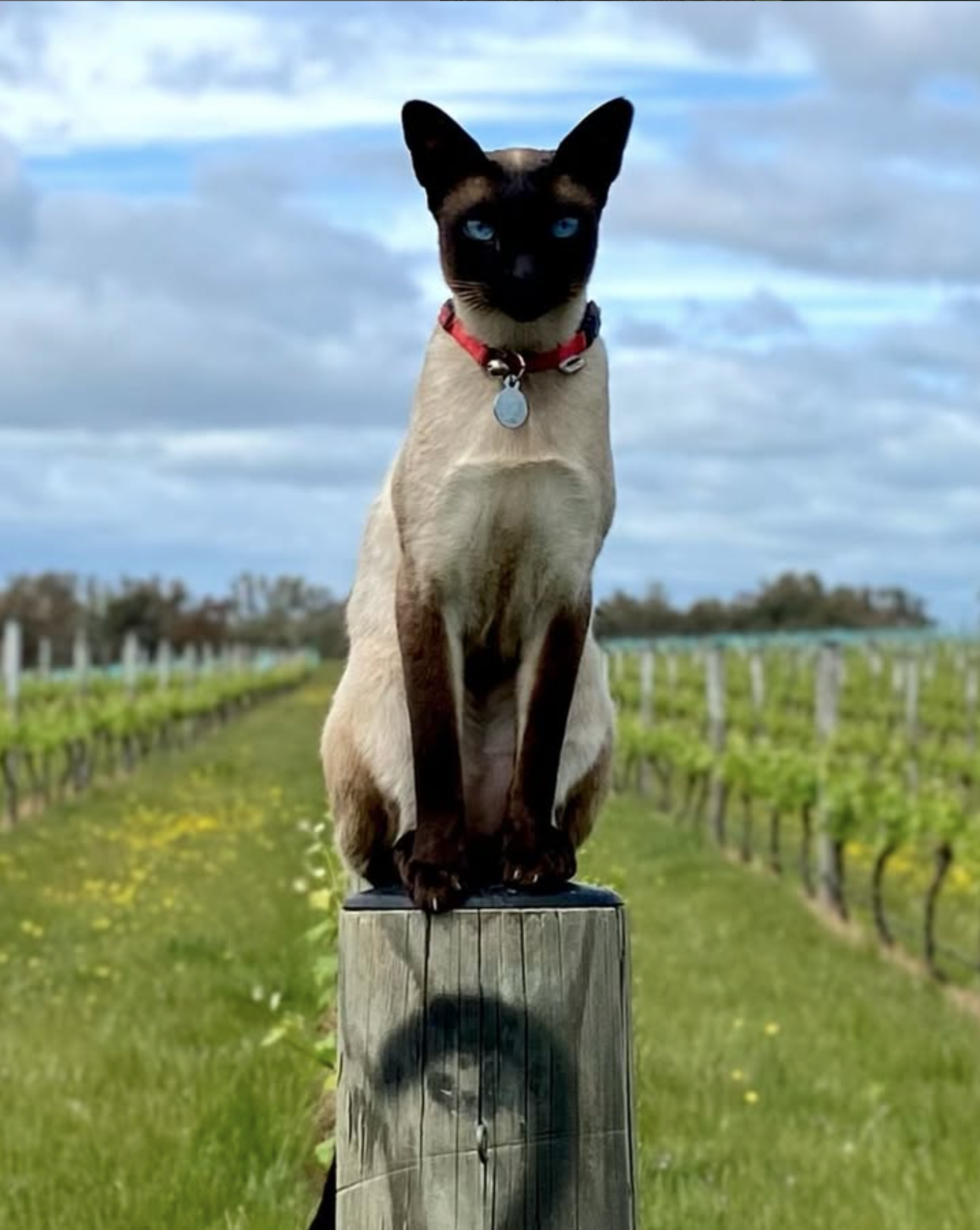 A Siamese cat with blue eyes and a red collar sits on top of a wooden post in the Sutherland Wine vineyard under a cloudy sky.