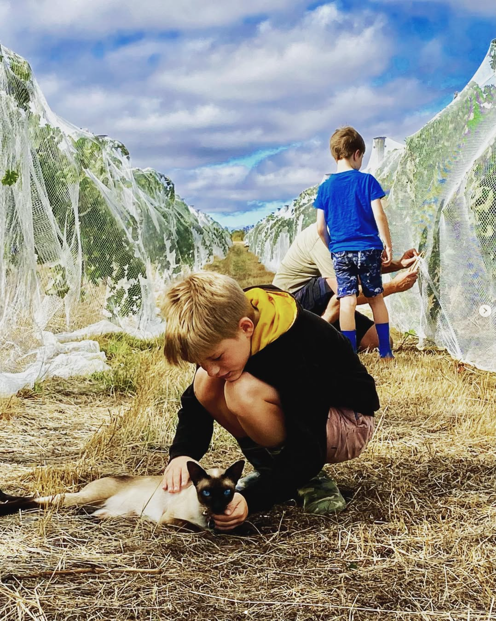 Children and an adult harvesting shiraz grapes in the Sutherland Wine vineyard with netted rows, a boy crouching and petting a Siamese cat, and a young boy standing and looking at the plants.