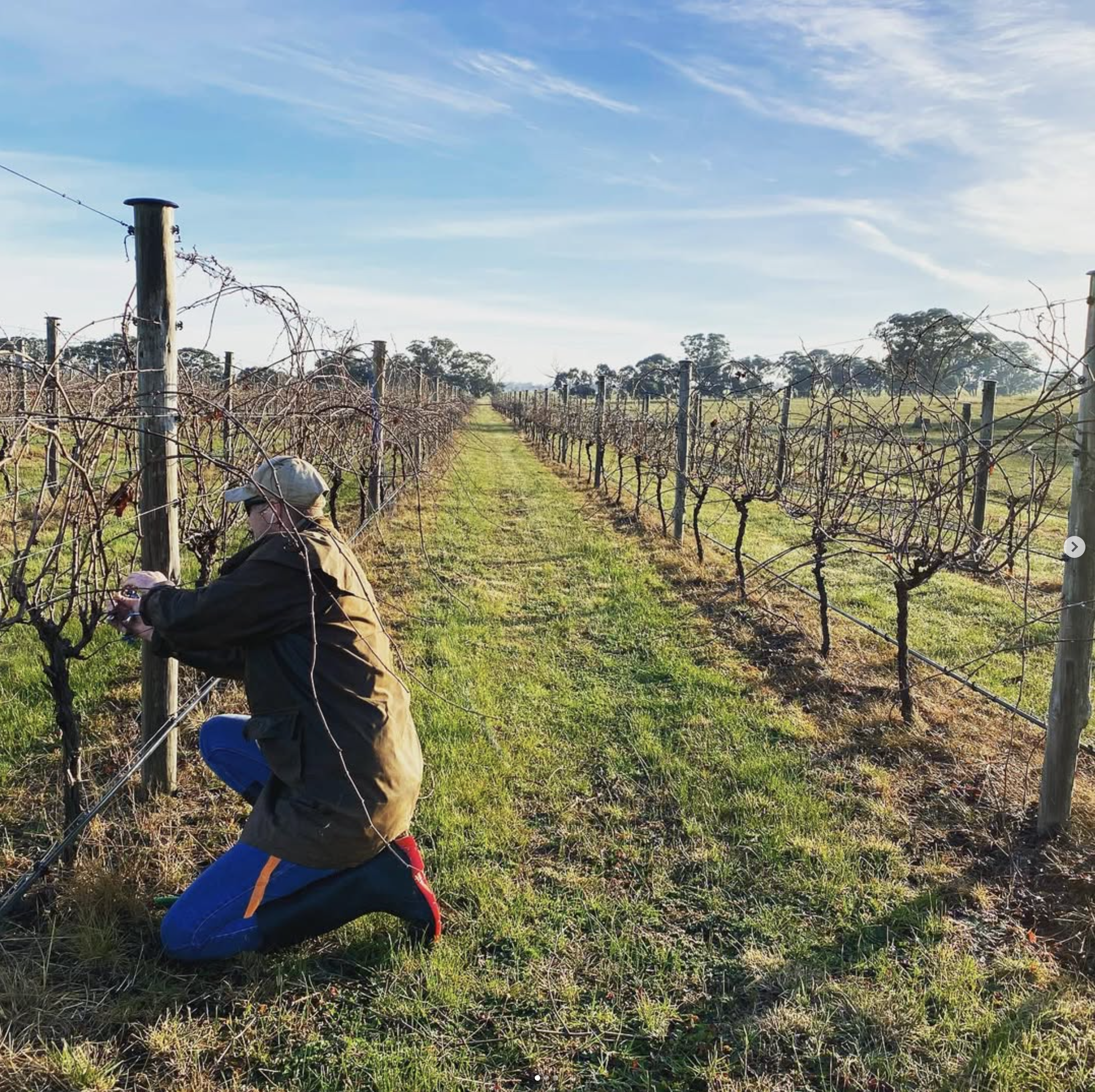 A person kneeling and working on grapevines in the Sutherland Wine vineyard on a sunny day with clear skies.
