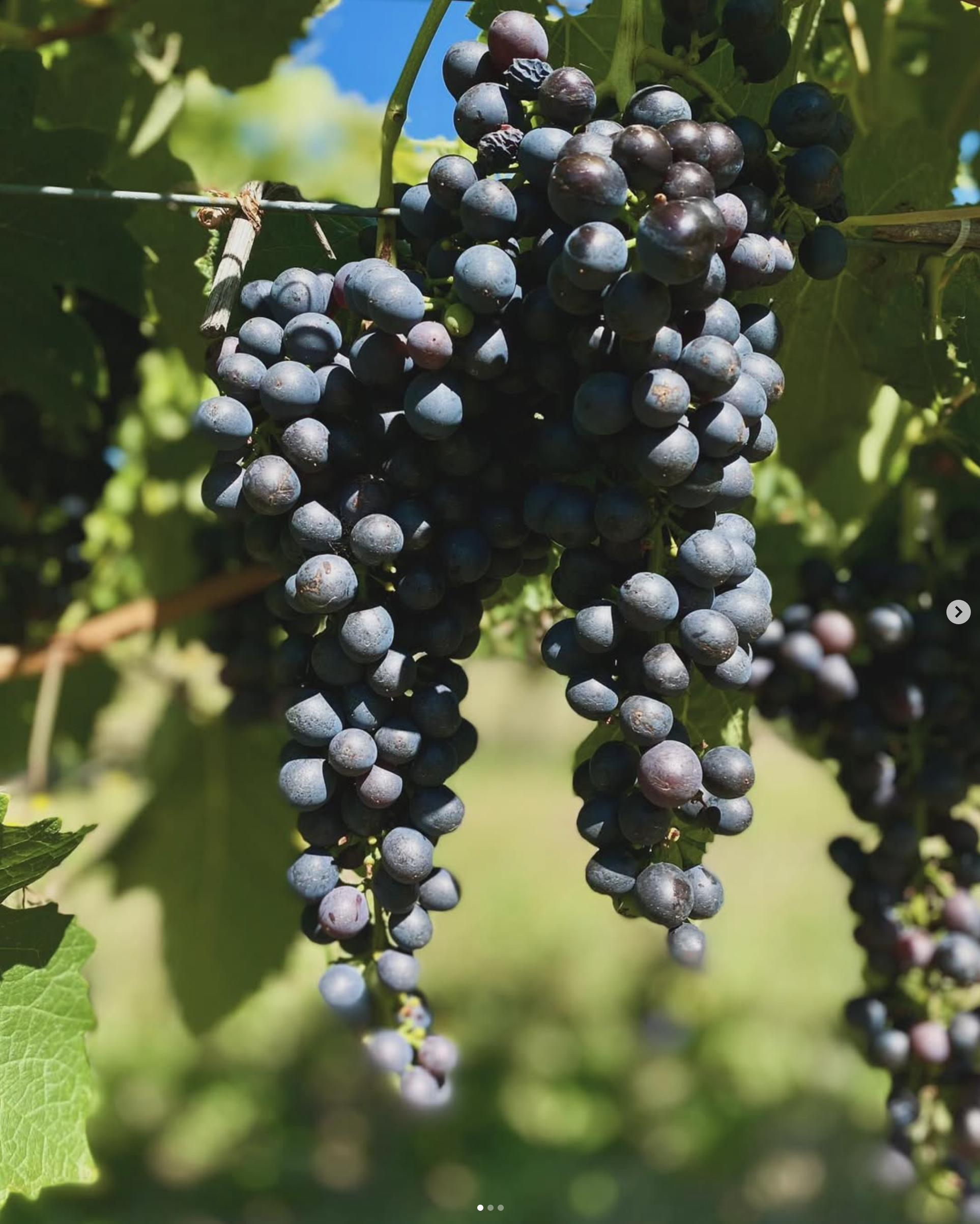 Close-up of shiraz grapes hanging on the vine in a vineyard with green leaves and a blue sky in the background.