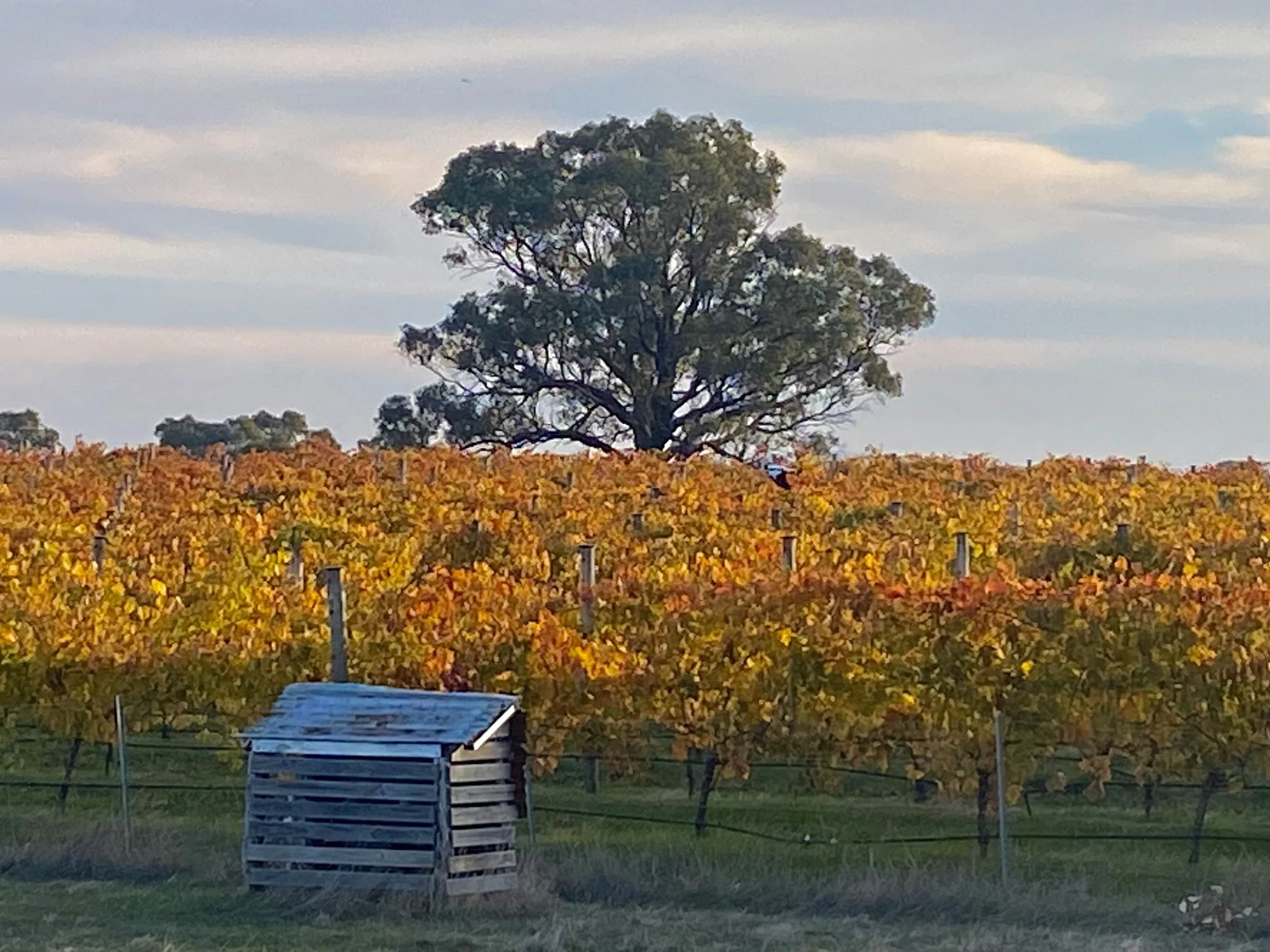Sutherland Wine vineyard with rows of grapevines showing fall colors, a large tree in the background, and a small wooden structure in the foreground under a partly cloudy sky.