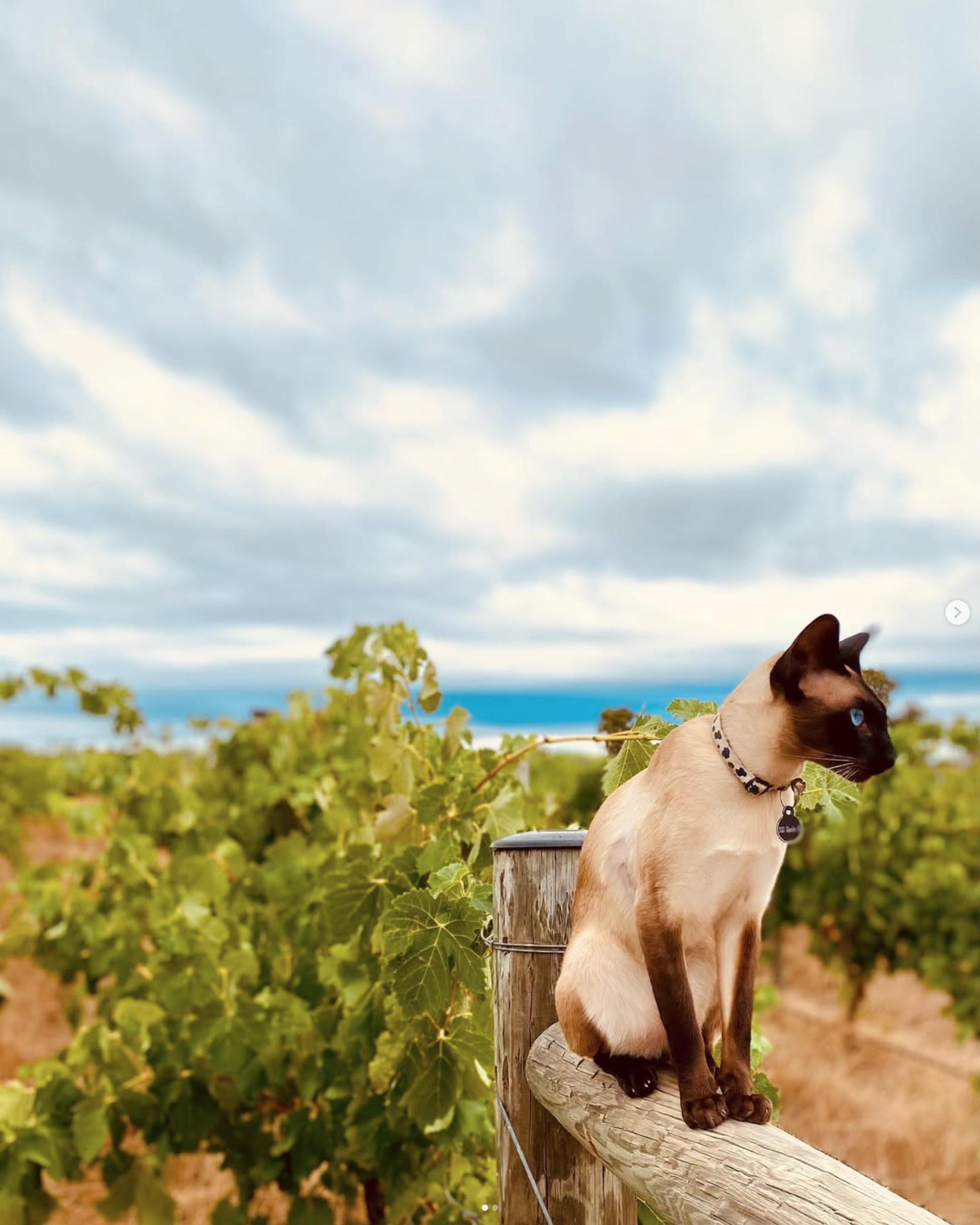 A Siamese cat sitting on a wooden fence post in the Sutherland Wine vineyard with green leaves, under a cloudy sky.