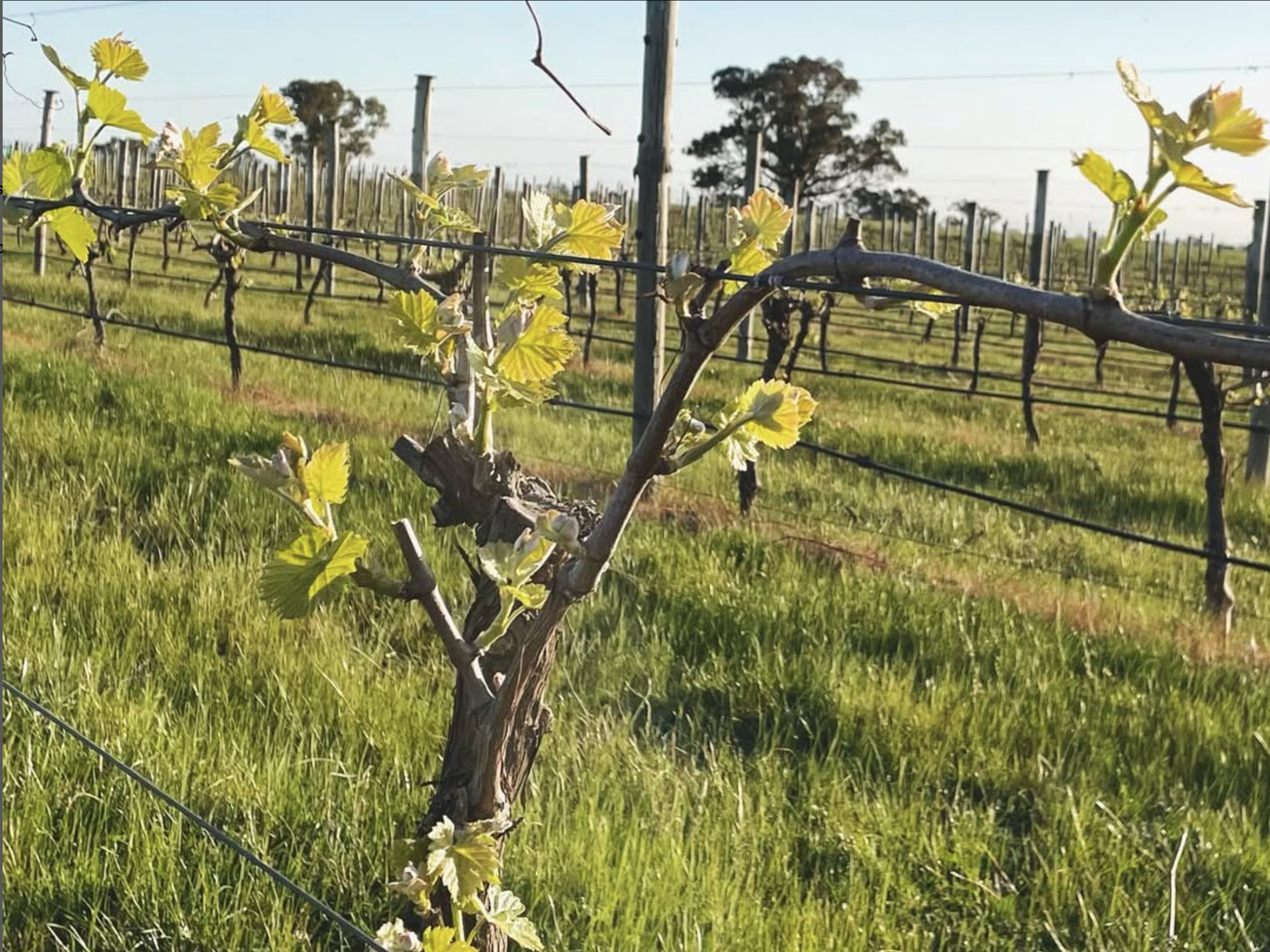 A young grapevine with green leaves growing in a vineyard with rows of grapevines and wooden support posts in the background during daytime.