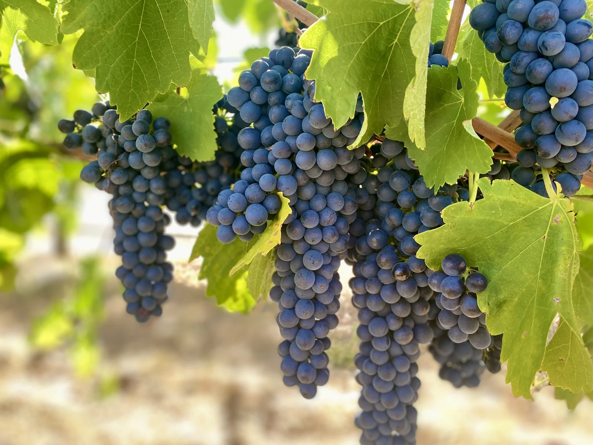 Clusters of ripe dark purple grapes hanging from a vine with green leaves, sunlight filtering through.