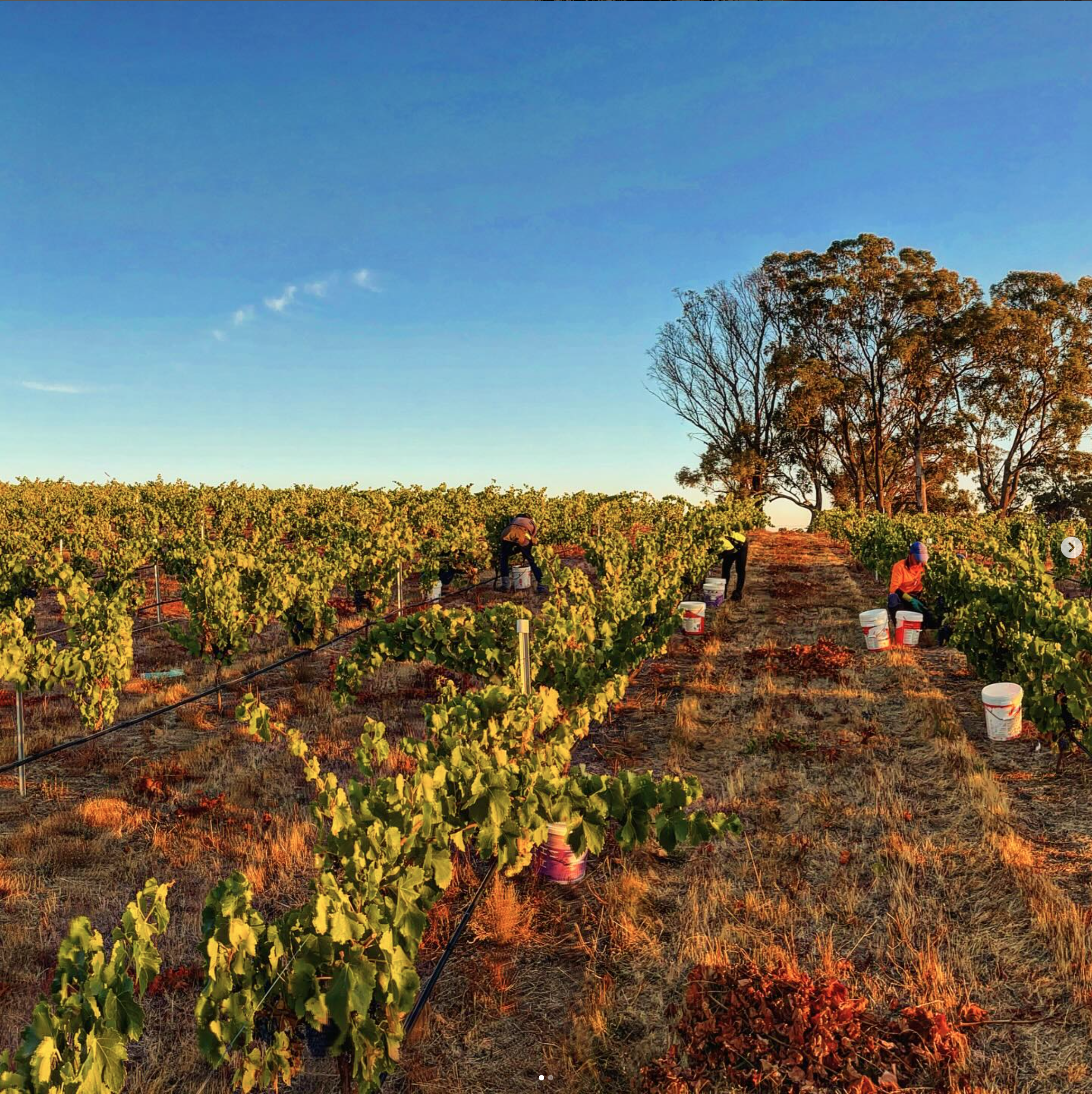 Sutherland Wine vineyard with workers harvesting grapes at sunset, rows of green vines, dry grass, and a large tree in the background.