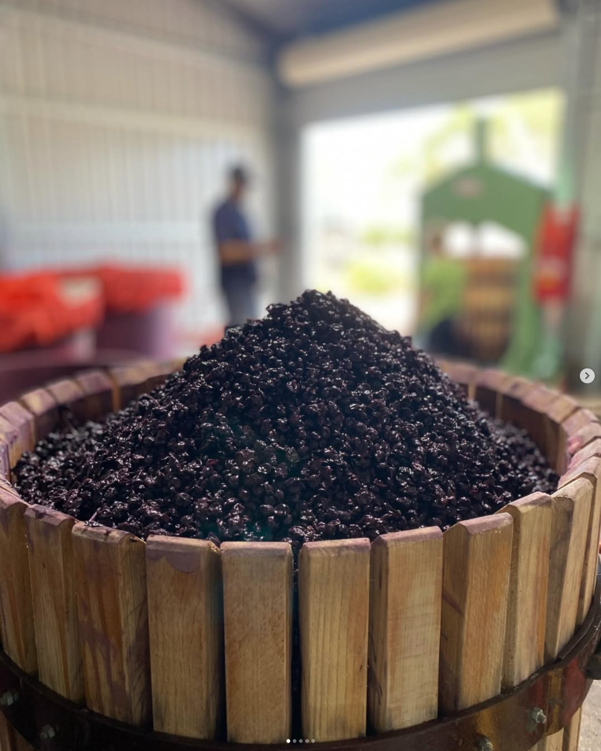 Close-up of a large basket filled with shiraz grapes with a blurry background in the Sutherland Wine winery