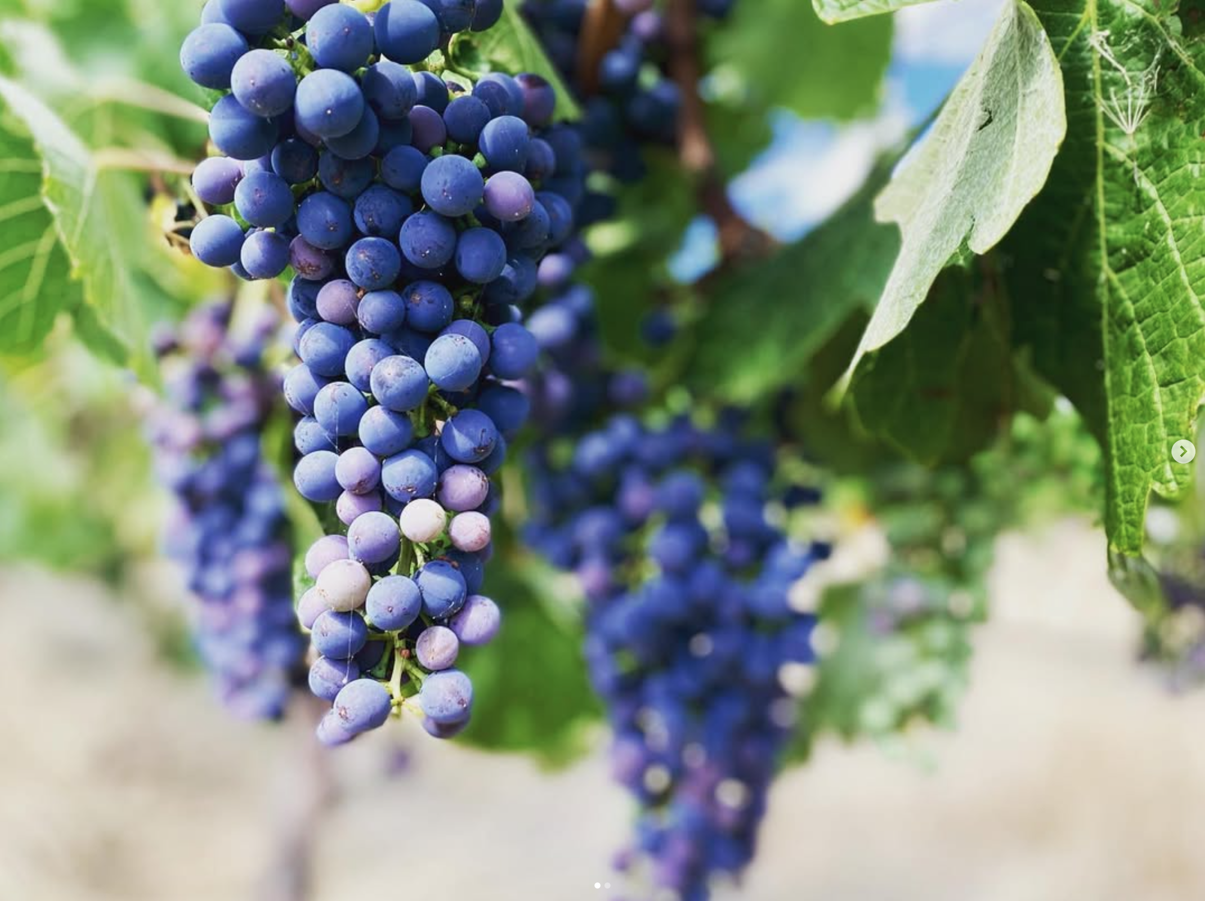 Close-up of a cluster of ripening shiraz grapes hanging from a grapevine with green leaves in the background.