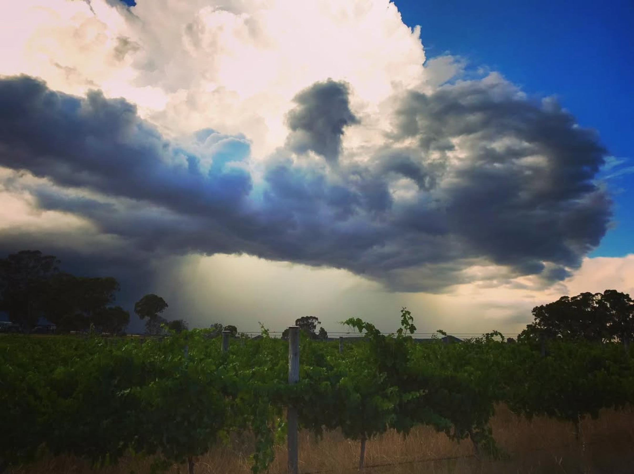 Dark storm clouds gathering over the Sutherland Wine vineyard with green vines and trees in the background.