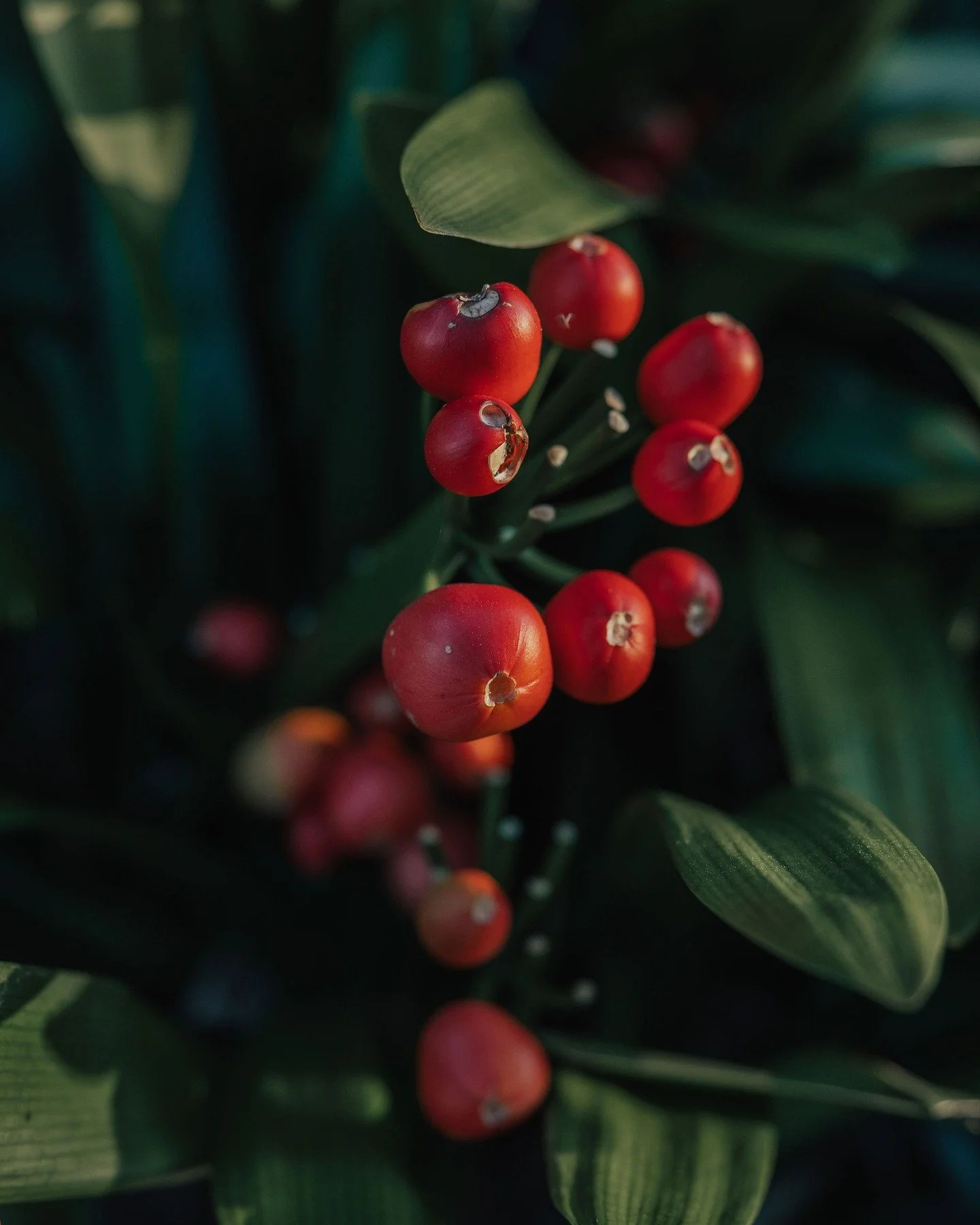 Christmas feels even more magical in the garden 🌿🎄

Gather your team by the water for a festive celebration surrounded by nature, food, and sparkling drinks. 🥂✨

Book your function before 15 October and enjoy 50% off venue hire.
Email events@orake