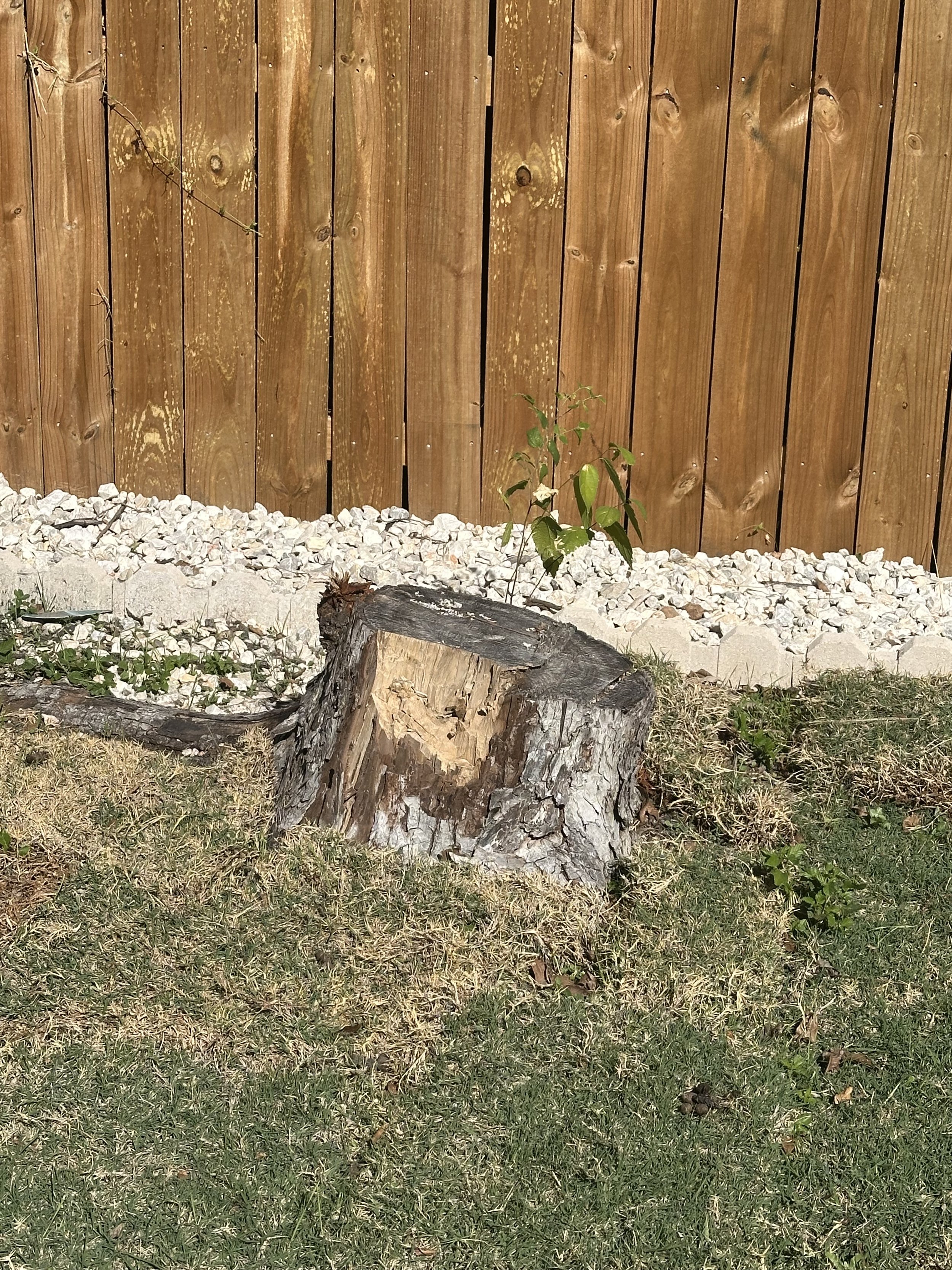 A tree stump in a backyard with a wooden fence in the background, surrounded by grass, small plants, and white gravel.