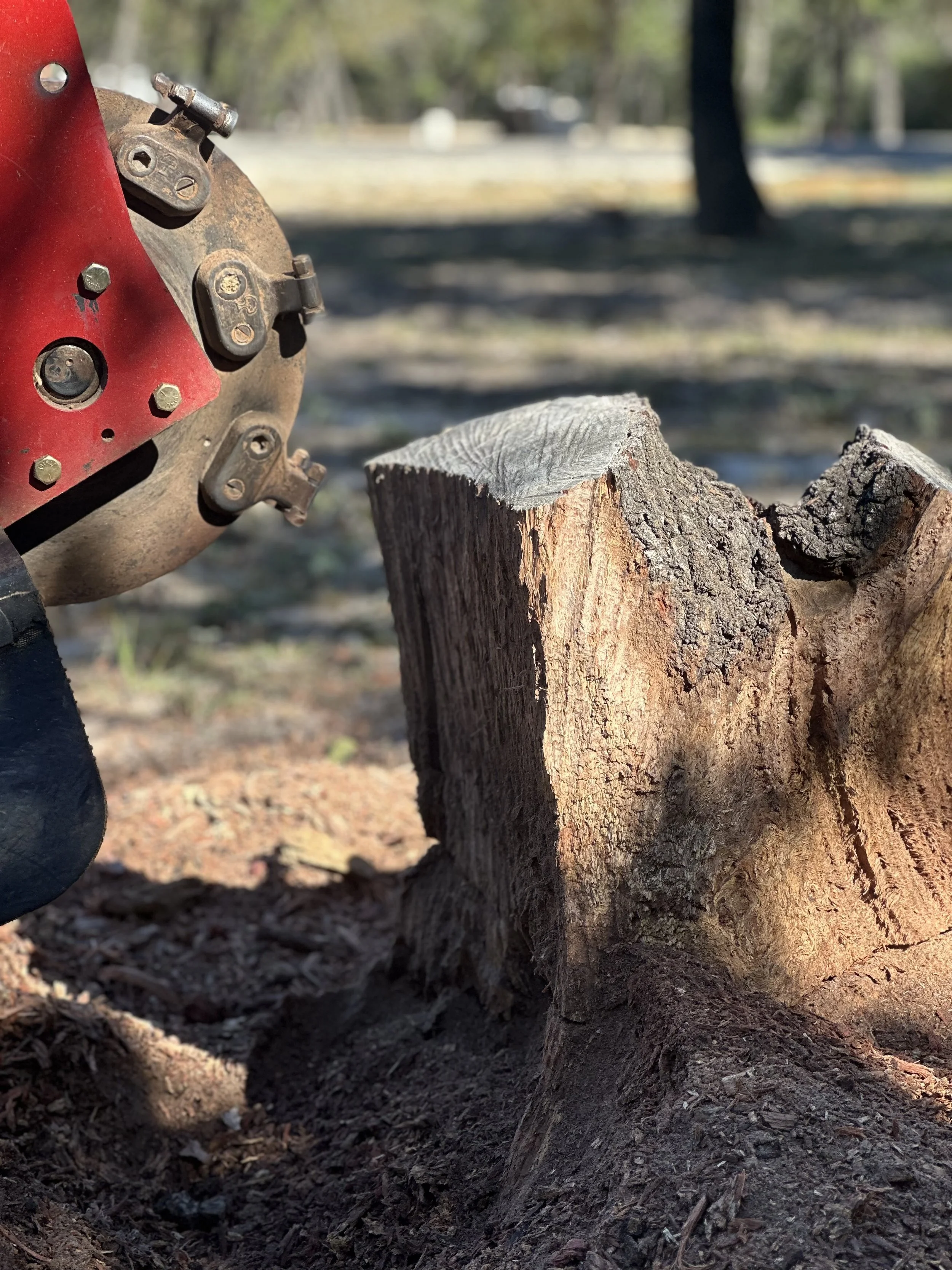 Close-up of a wood chopping scene, showing a large chopped wood log on the ground and a gas-powered chainsaw nearby on the left side of the image, with a background of trees and a clear outdoor setting.