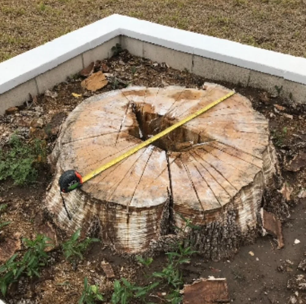 A large tree stump with visible rings and a deep crack, surrounded by dirt and grass, with a measuring tape stretched across the top.