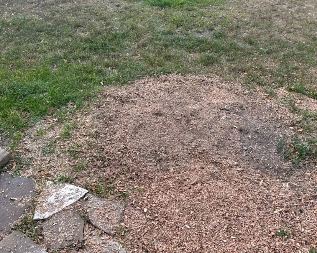 A small patch of dirt surrounded by grass and a few broken paving stones.