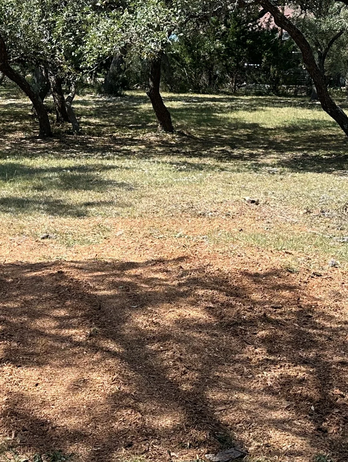 A sunny outdoor scene with trees casting shadows on a patchy grass and dirt ground.