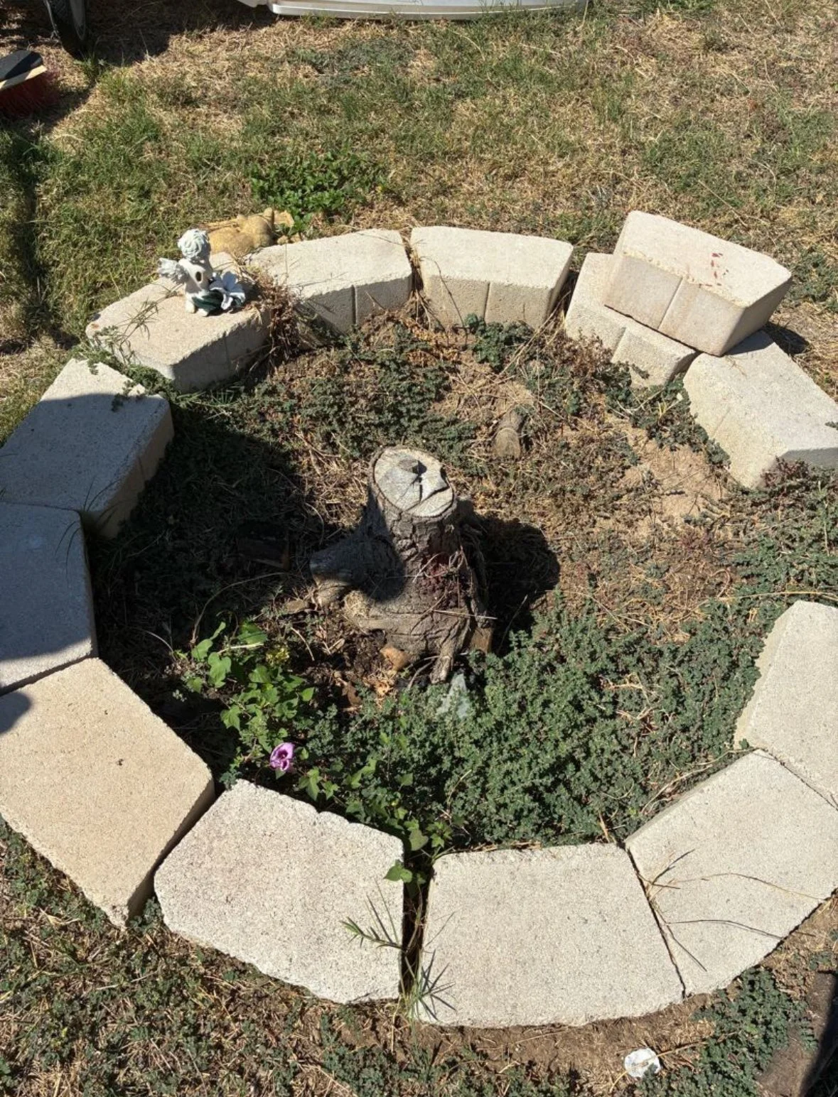 A small circular garden bed with uneven light-colored bricks around it, containing dry soil, sparse green plants, a tree trunk stump, and a small purple flower. There is a black shadow in the lower left corner and a small angel figurine on the bricks