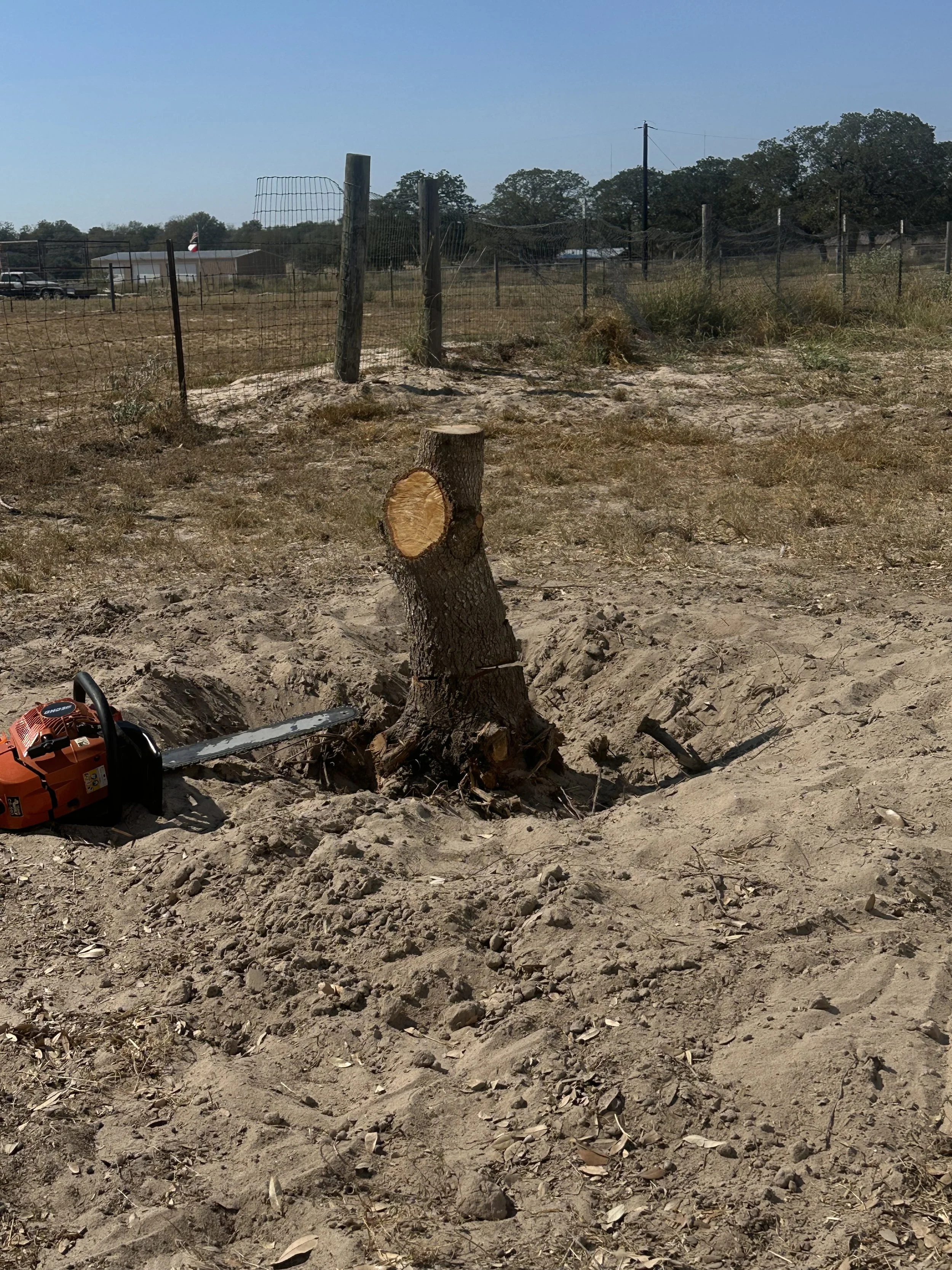 A tree stump with a chainsaw resting on the ground next to it, in a dirt area with a fence and some trees in the background.