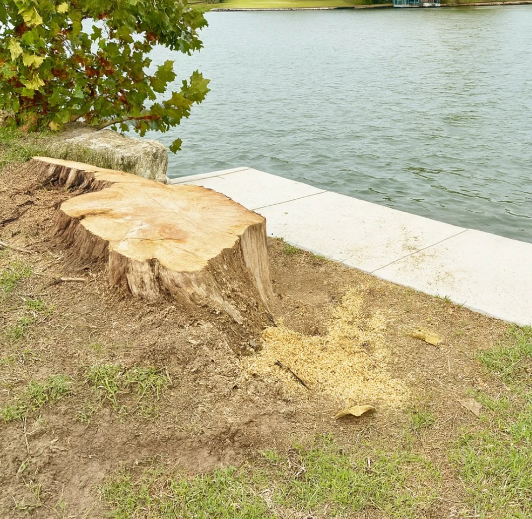 A large tree stump next to the water's edge with sawdust on the ground and a sidewalk nearby.