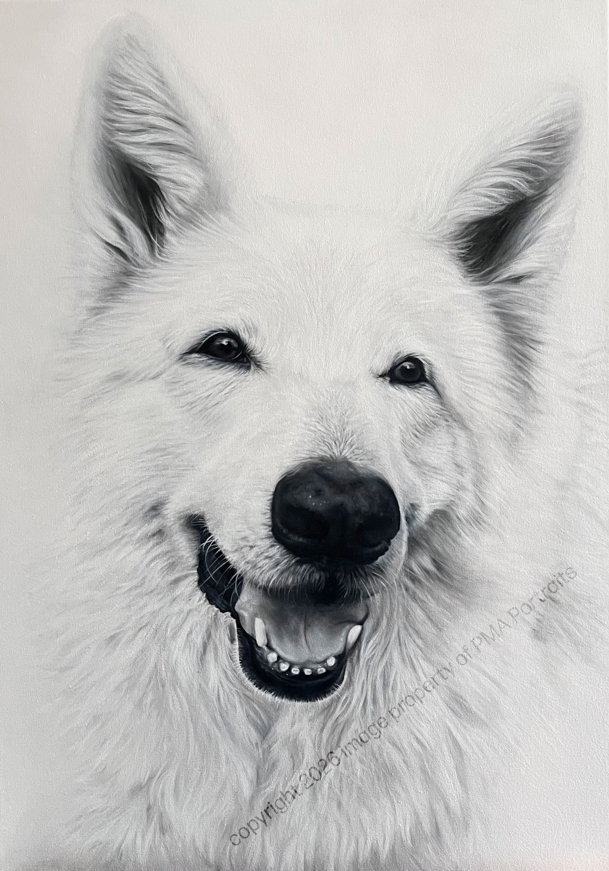 White German Shepherd