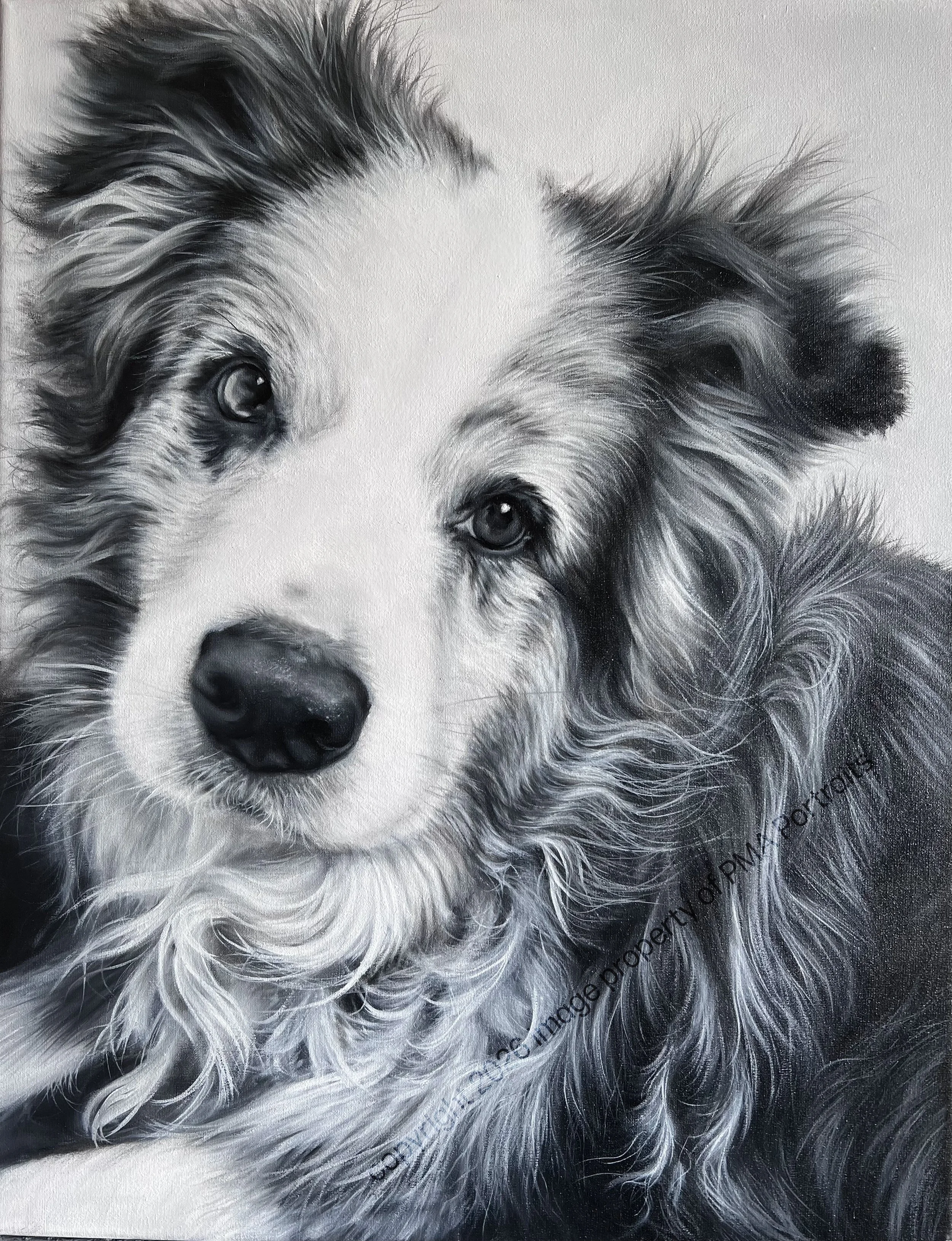 A detailed black and white portrait of a long-haired dog with intense eyes and a black nose.