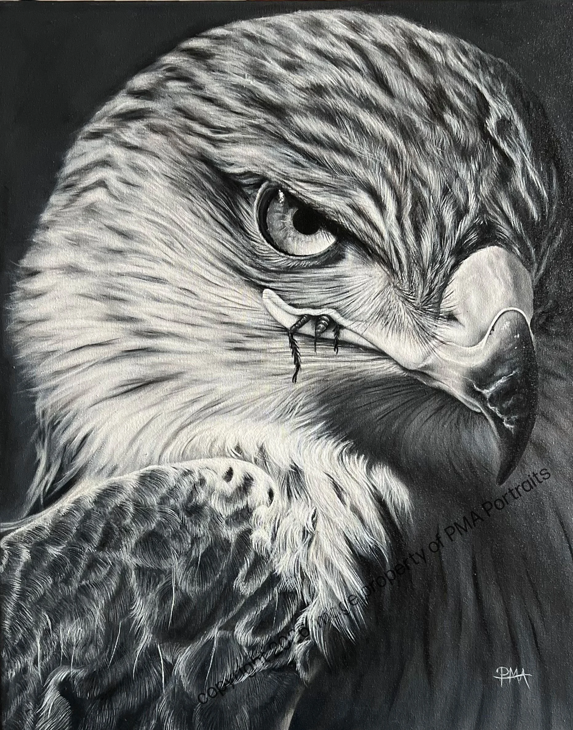 Cricket Score for Hawk