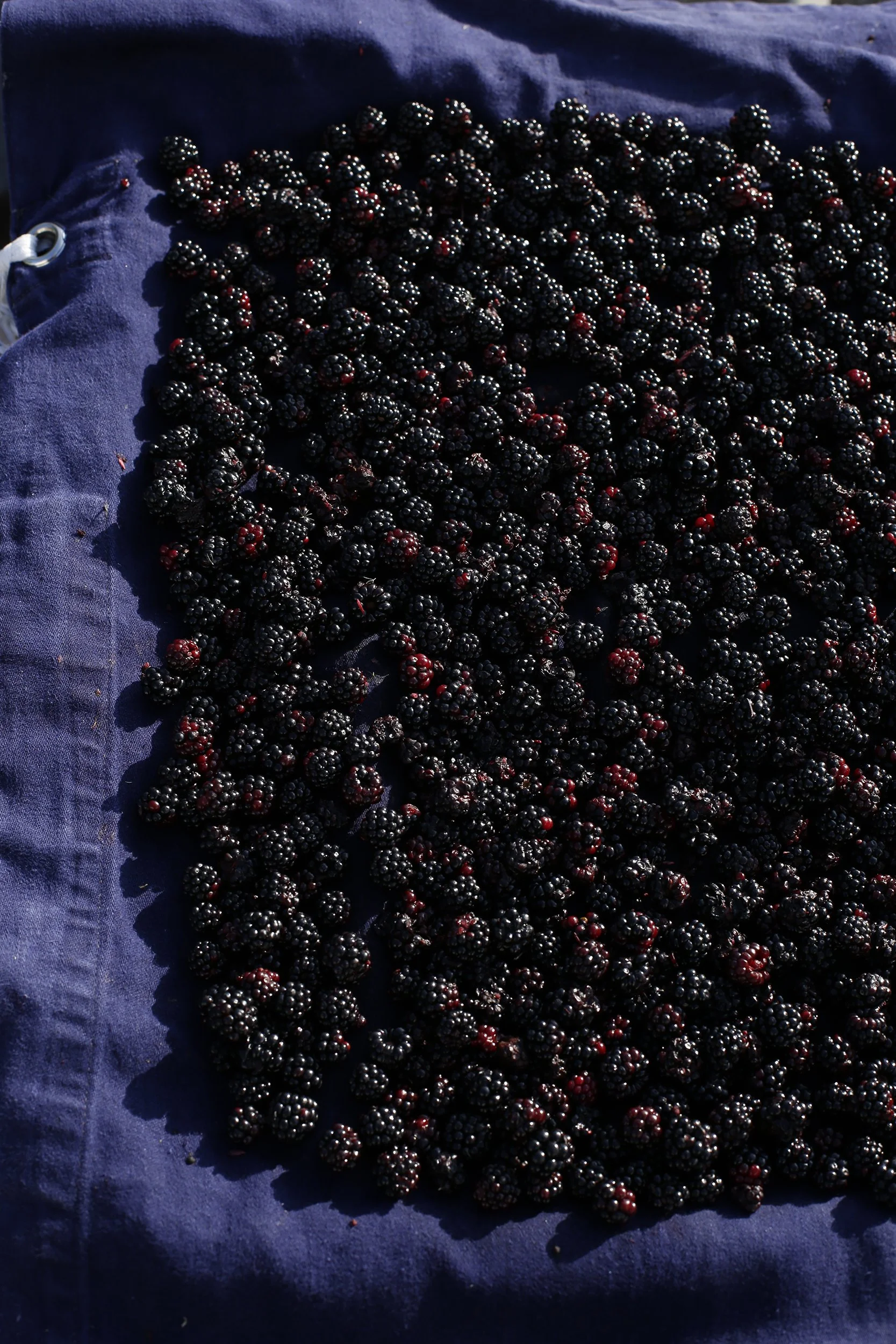 CAMILLE MALISSEN_98A1679.1.jpg